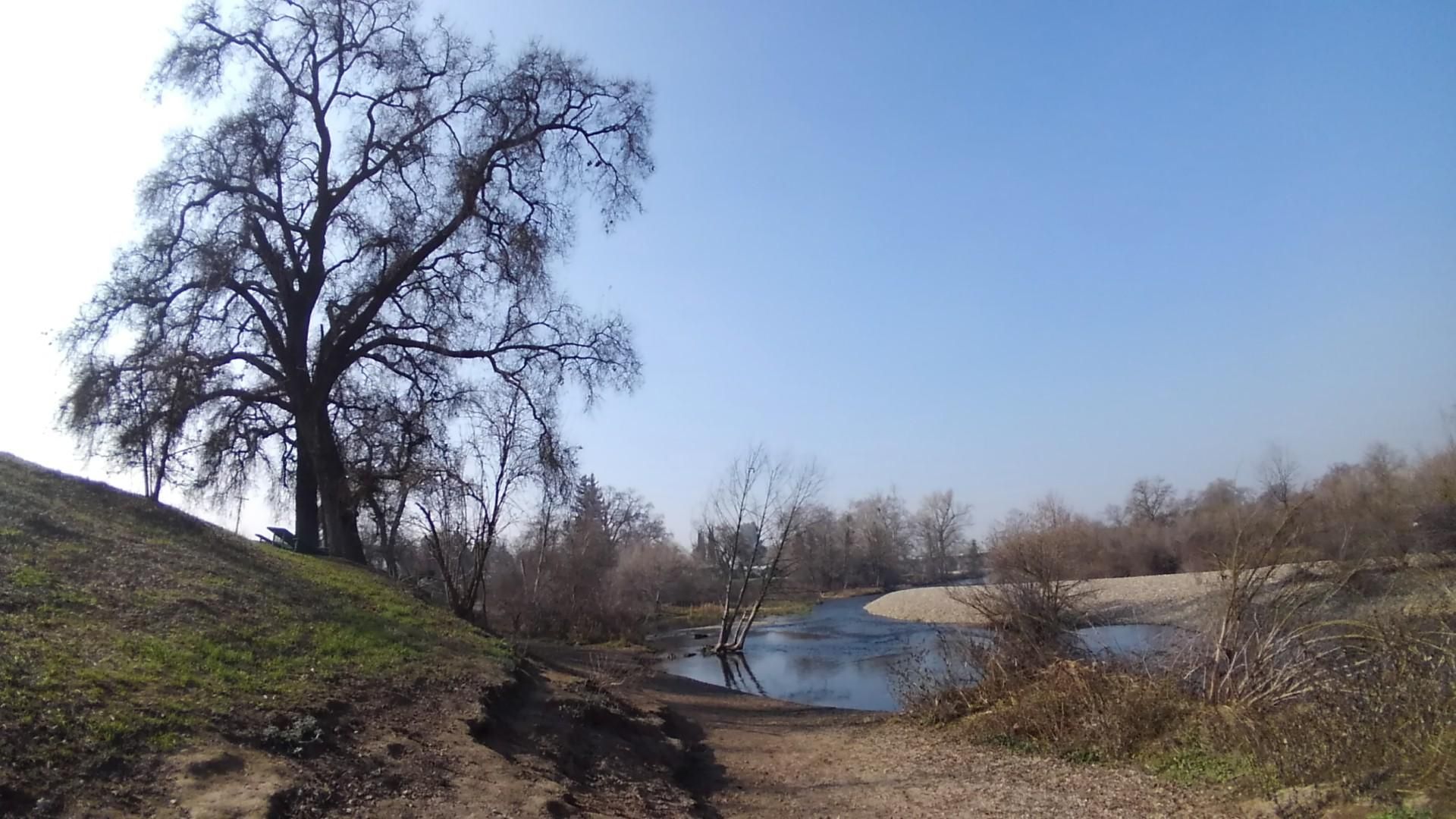 Sunny landscape with a large bare tree, winding river, and sandy bank. - Lewis S. Eaton and Tom MacMichael Senior Trail Loop