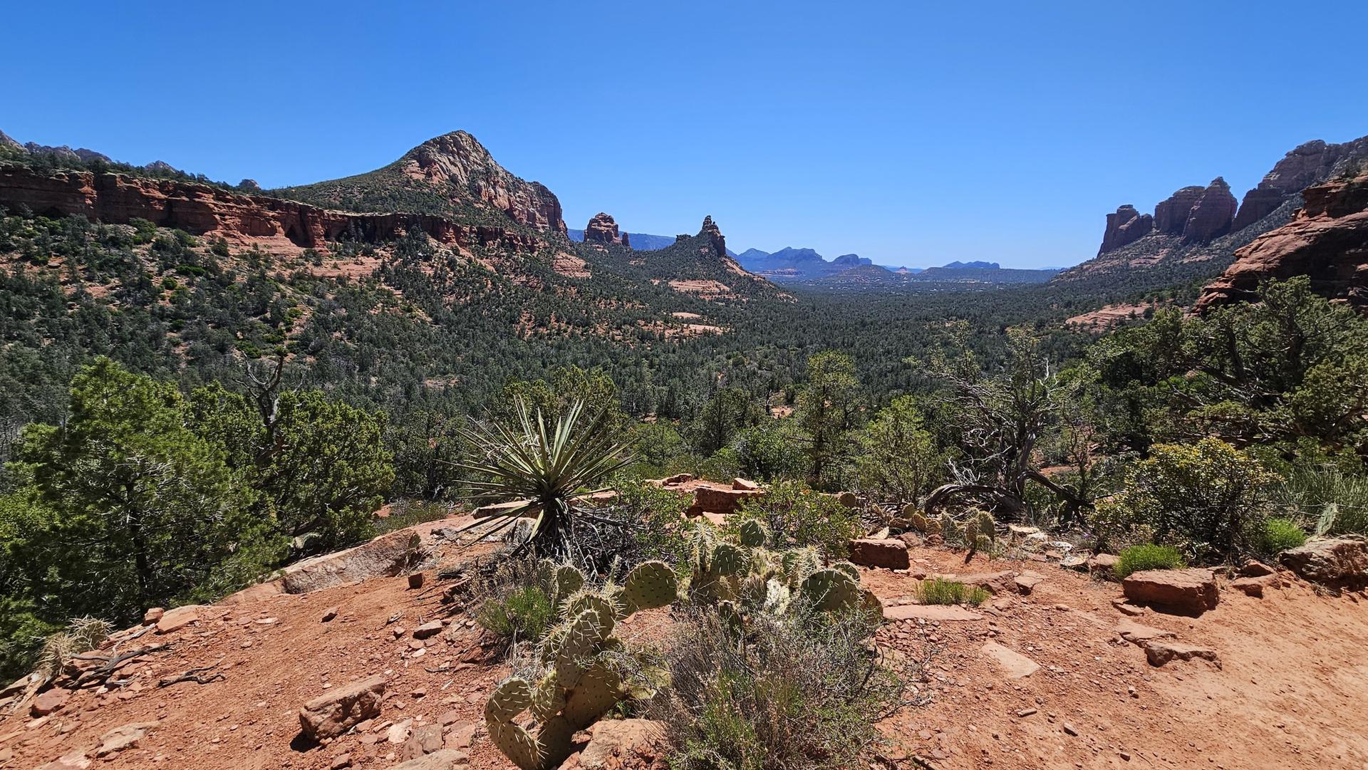 Desert plants in foreground, vast valley, and red rock mountains beyond.