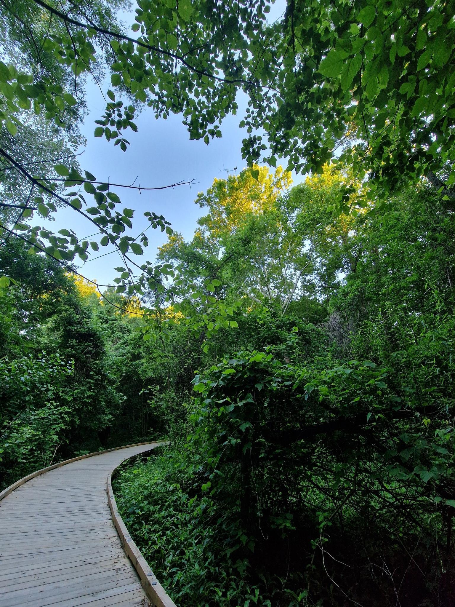 Winding wooden boardwalk through a lush green forest on a bright day.