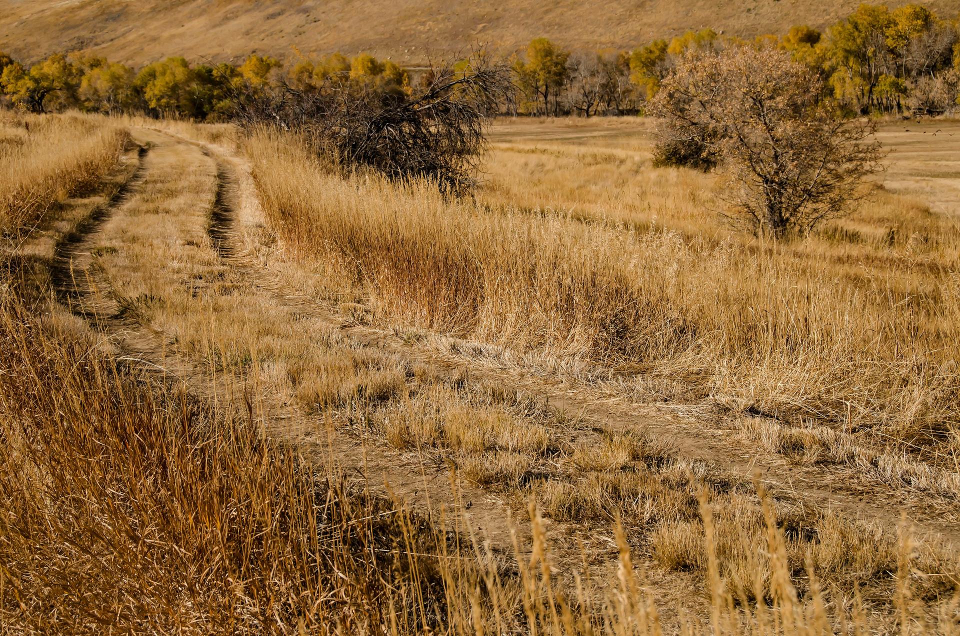 Dirt track winding through dry golden grass with sparse trees in warm light.