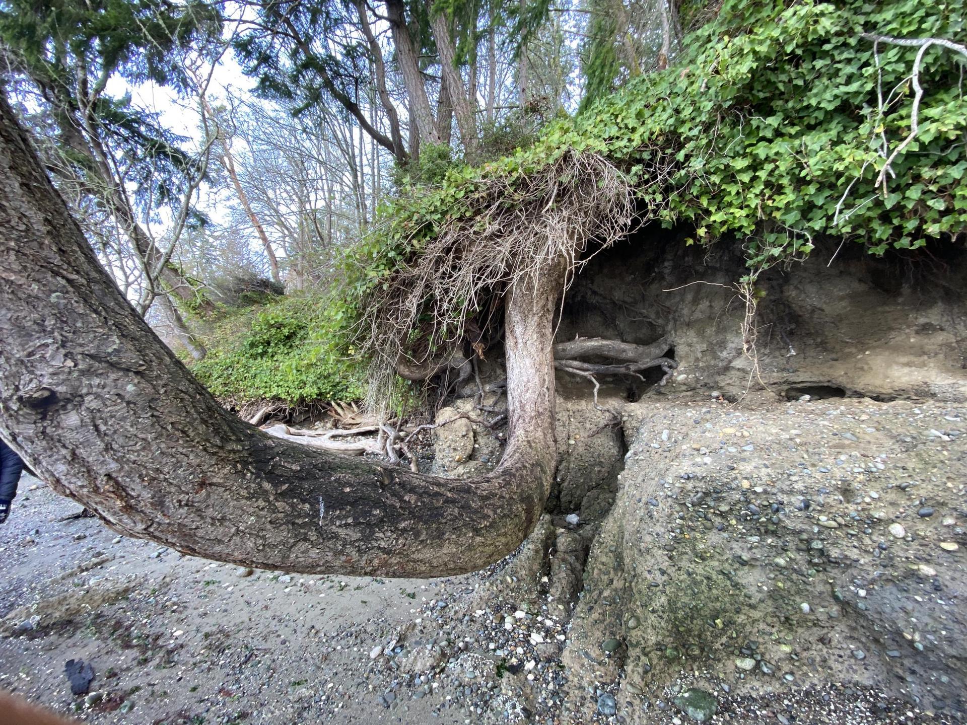 Exposed tree roots cling to an eroded, ivy-covered bank on a cloudy day.