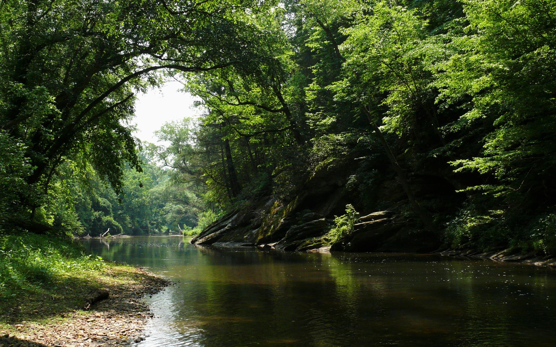 A calm river flows through a dense, sunlit green forest.