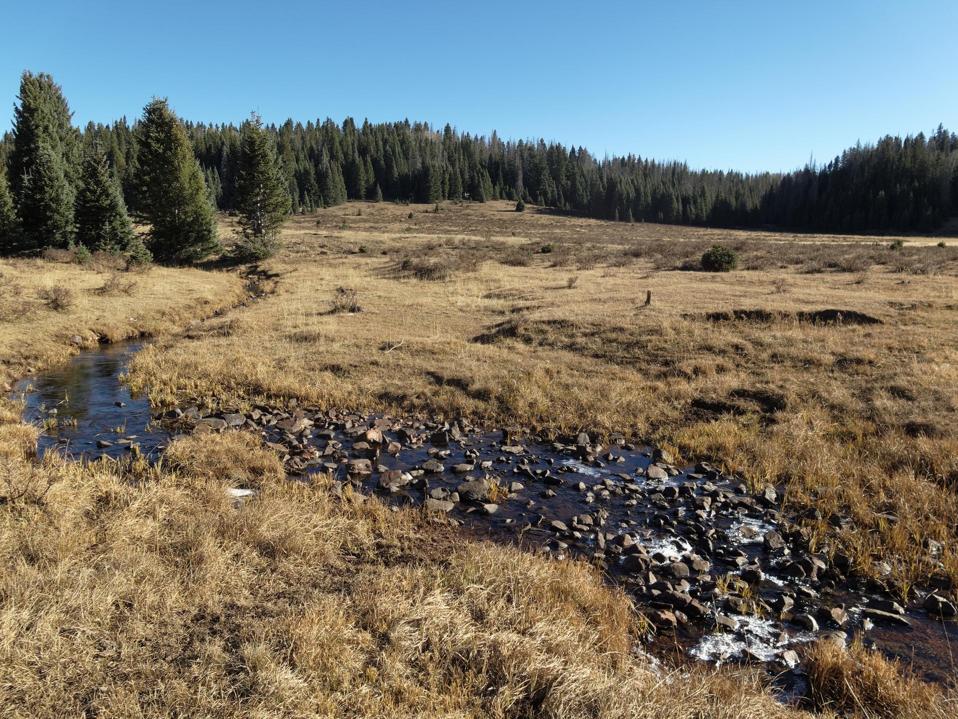 A small rocky stream flows through a golden grassy meadow under a clear sky.