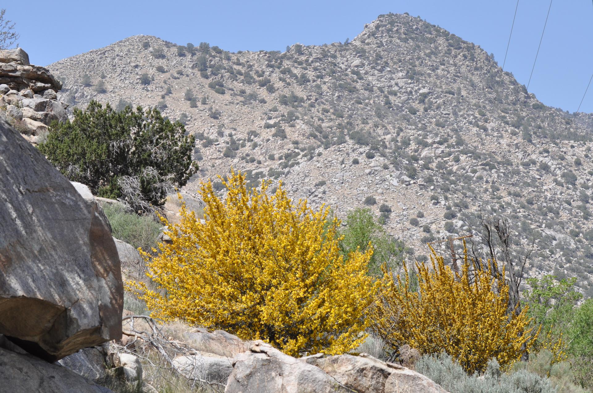 Bright yellow bushes in a rocky, arid mountain landscape under clear sky.