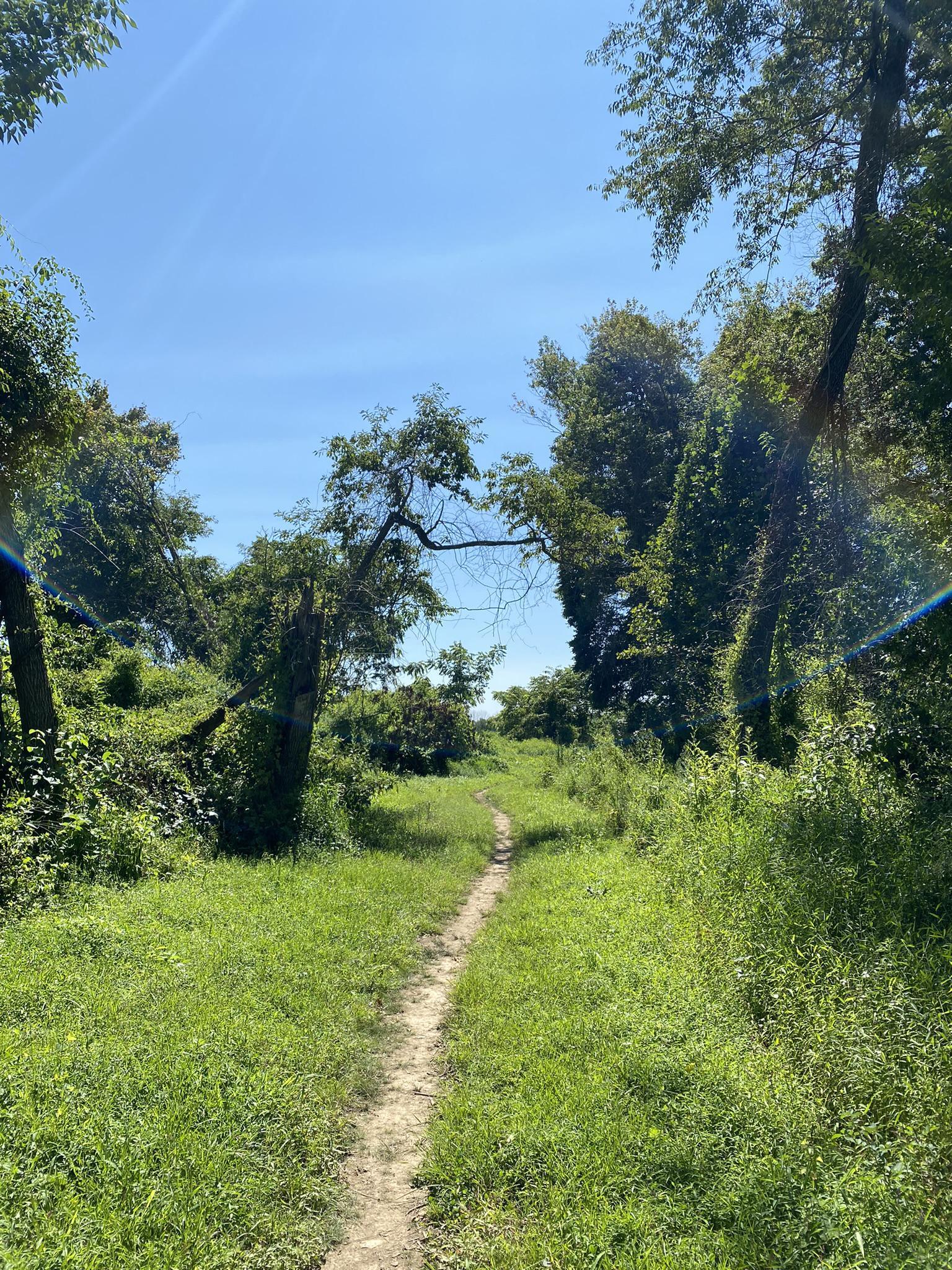 Narrow dirt path through tall green grass and trees on a sunny day.
