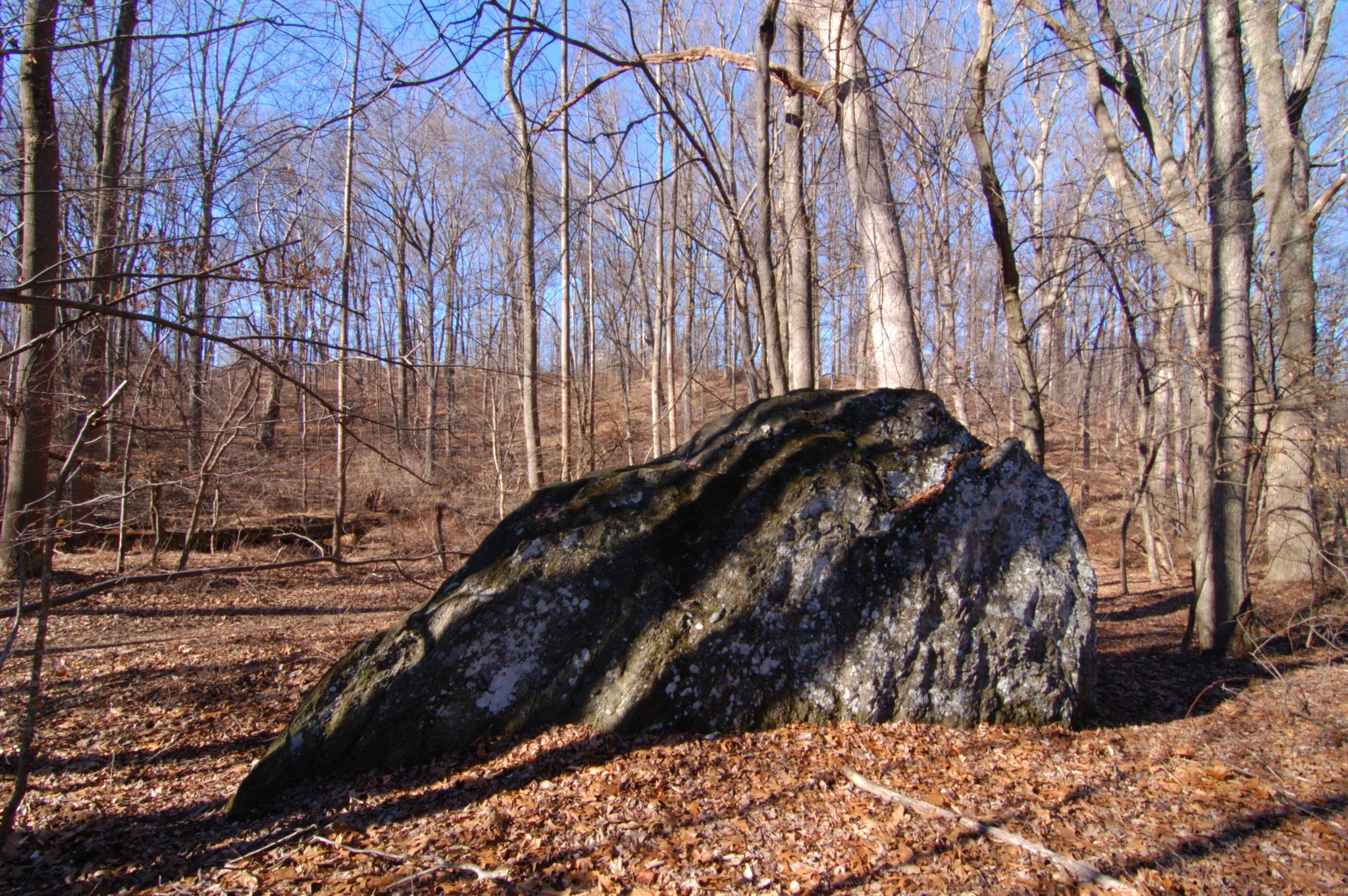 Large mossy boulder in a sunny, bare winter forest with fallen leaves. - Boundary Trail