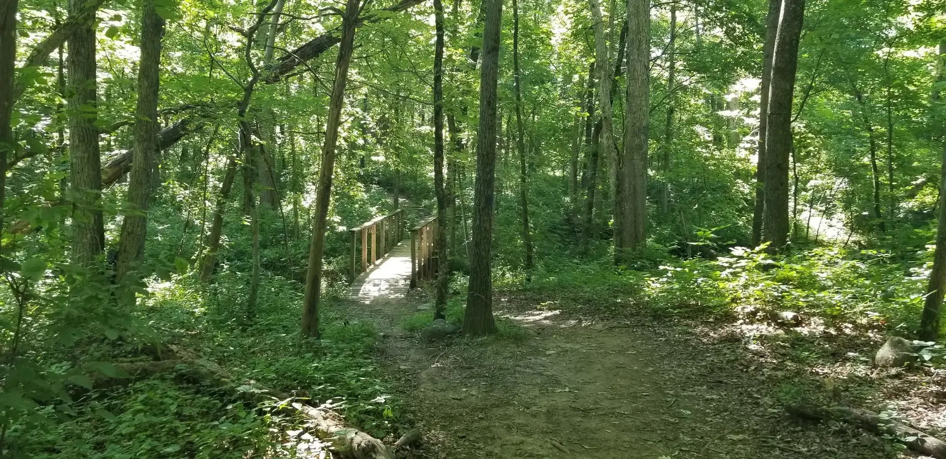 Dirt path leading to a wooden bridge in a sunlit, dense green forest.