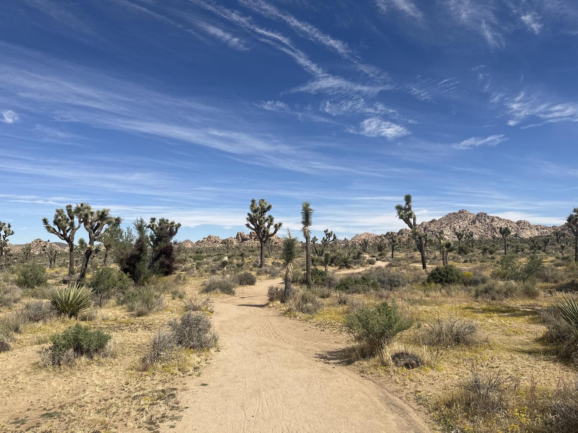 A dirt path winds through a desert landscape filled with unique trees.
