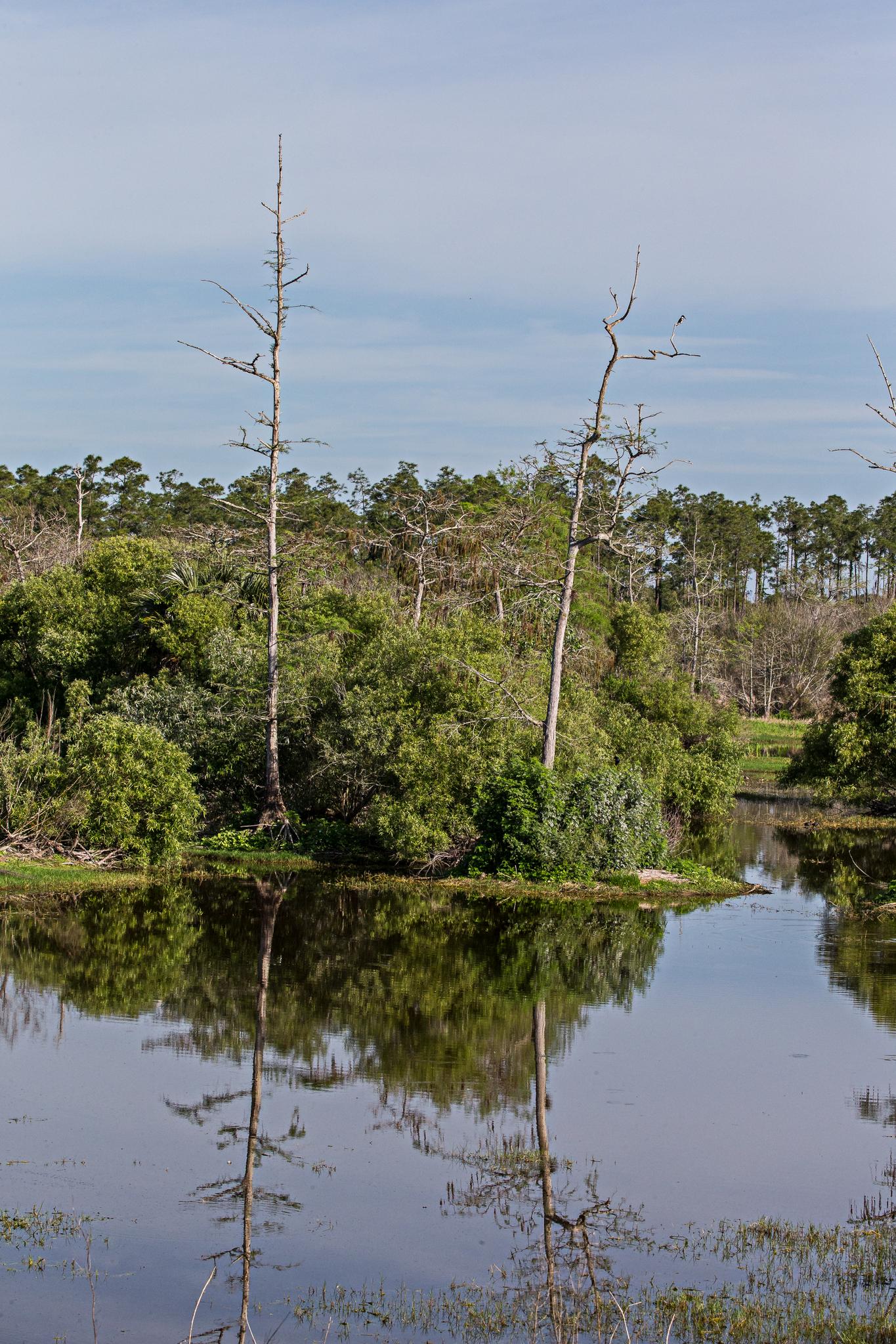 Two bare trees reflected in calm water, surrounded by lush green foliage.