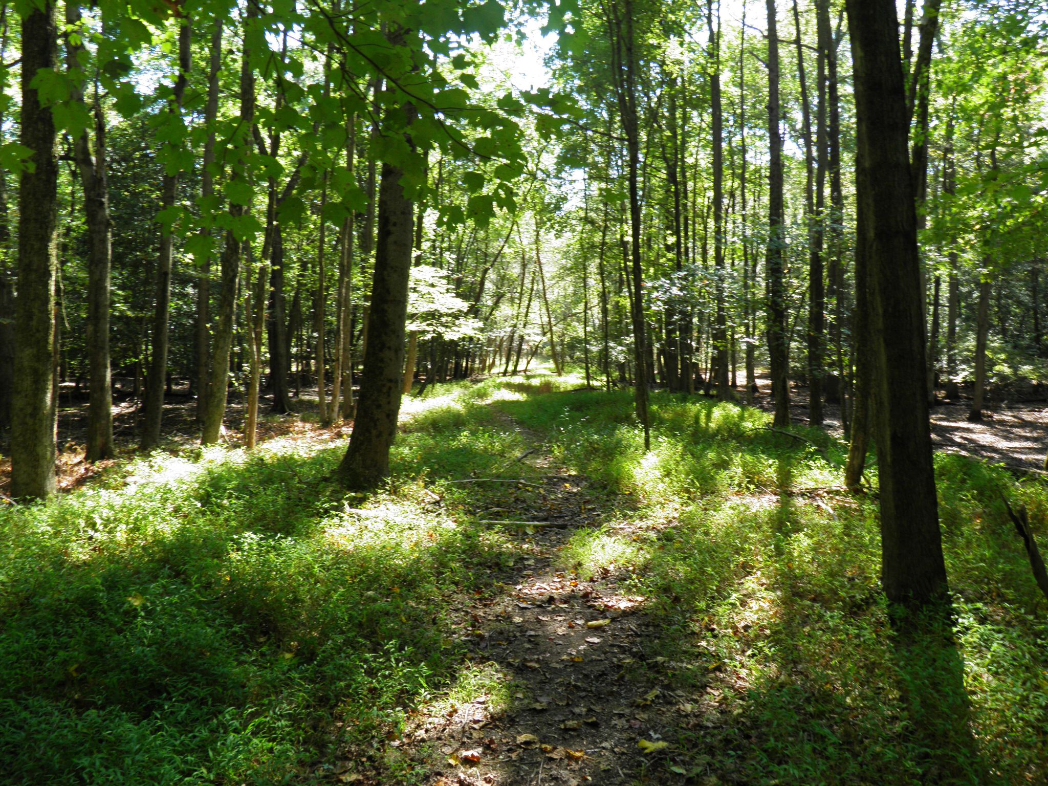 A sun-dappled forest path winding through dense green trees and undergrowth. - Creekside Trail