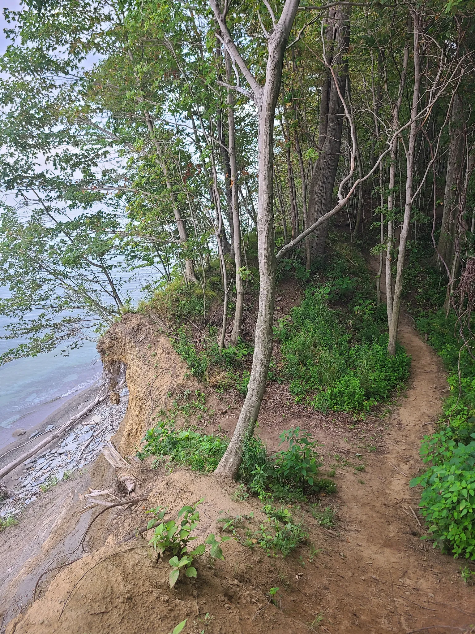 Narrow dirt trail winds along a steep, wooded cliff overlooking water. - View of Lake Erie – Bluff Trail loop from Erie Bluffs State Park