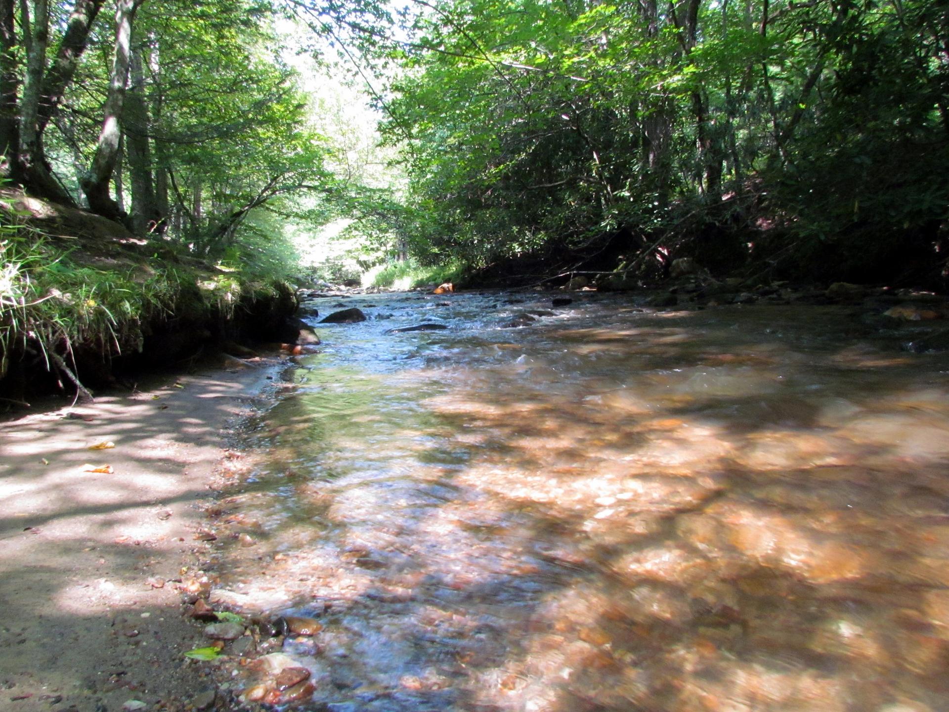 Shallow stream flowing through a sunlit forest, dappled light on water.