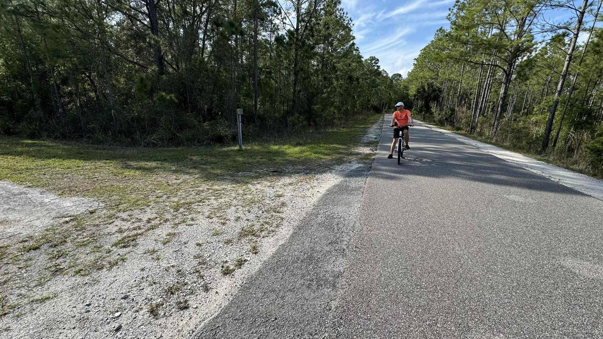 A person cycles on a paved road through a sunny pine forest.