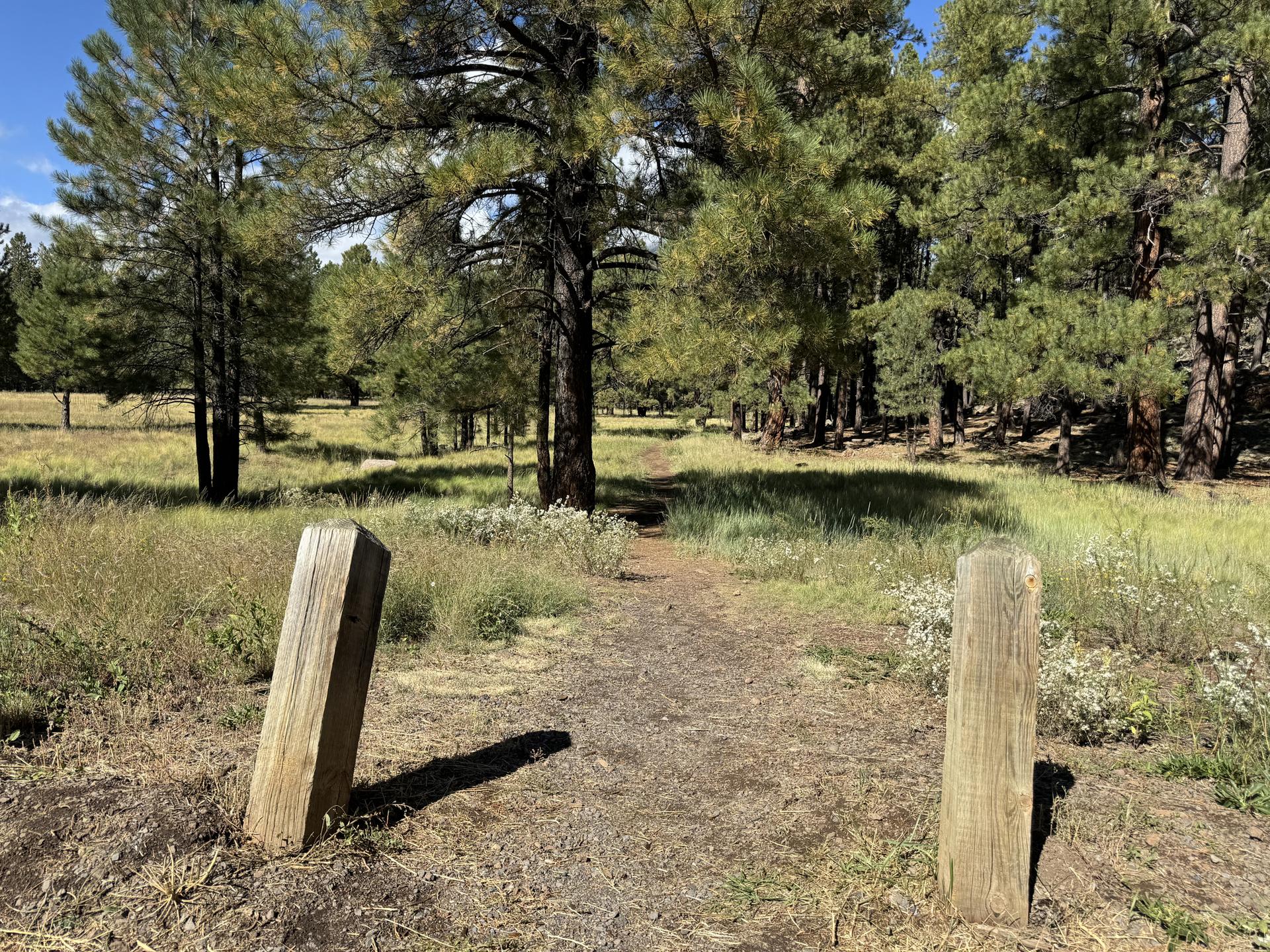 Narrow dirt path between two wooden posts in a sunny, grassy forest.