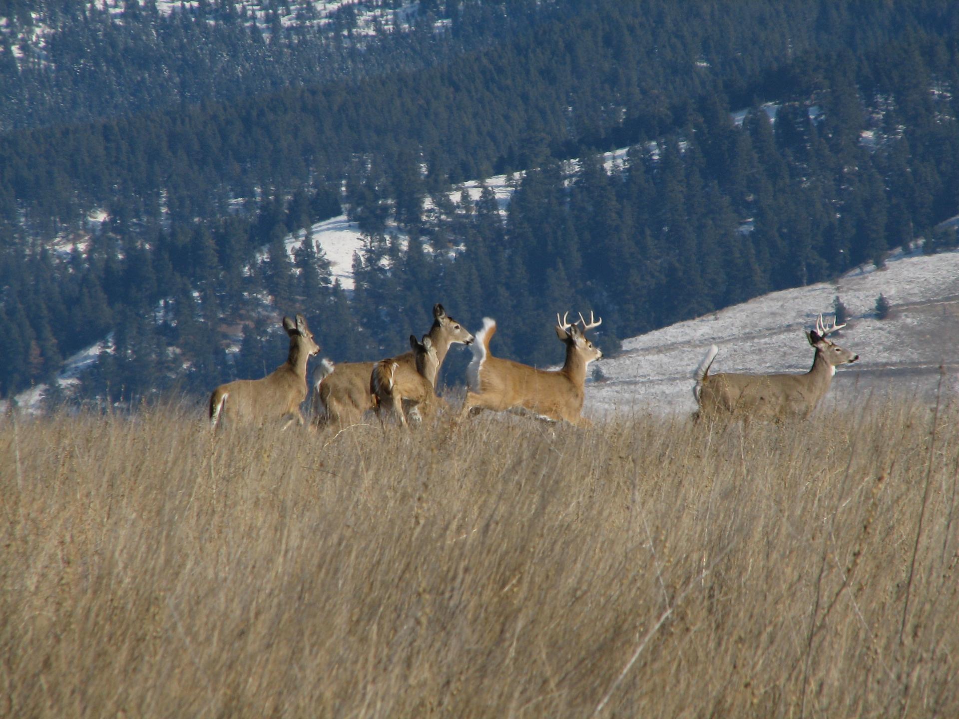 Five deer running through dry grass with snowy, forested hills in daylight.