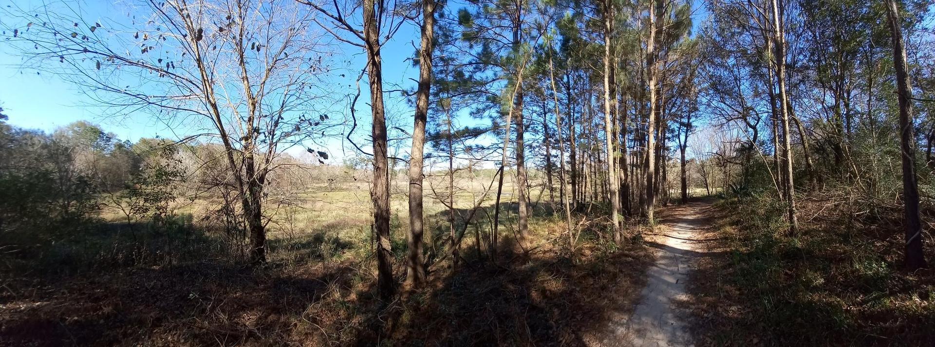 A dirt path through a sunny forest next to an open field.