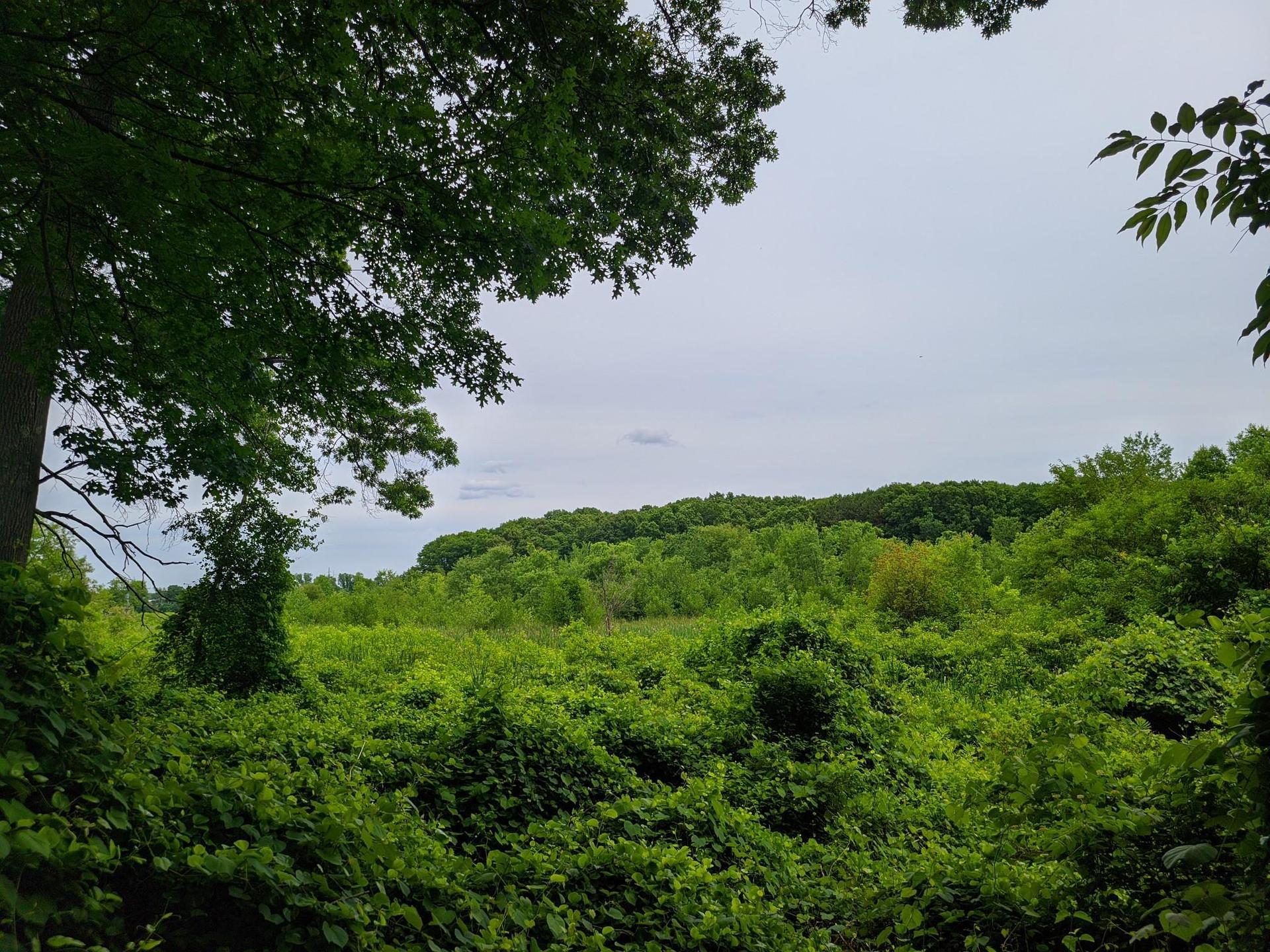 Lush green foliage and distant trees under an overcast sky.