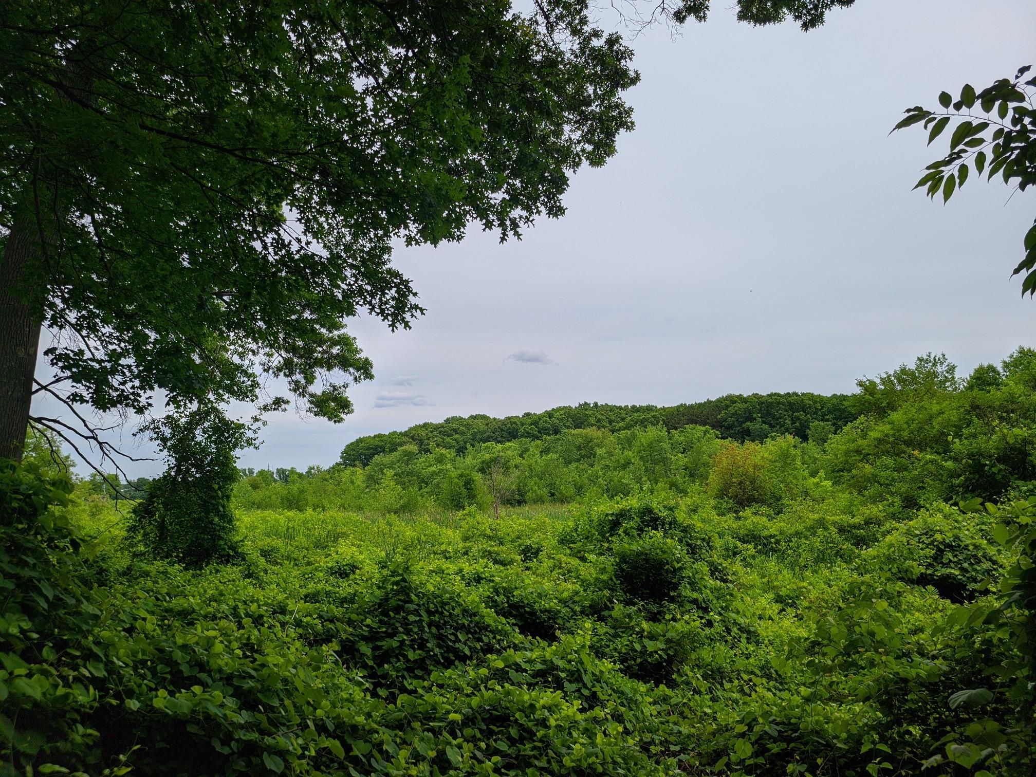 Lush green foliage and distant trees under an overcast sky. - Blue Heron Trail Loop