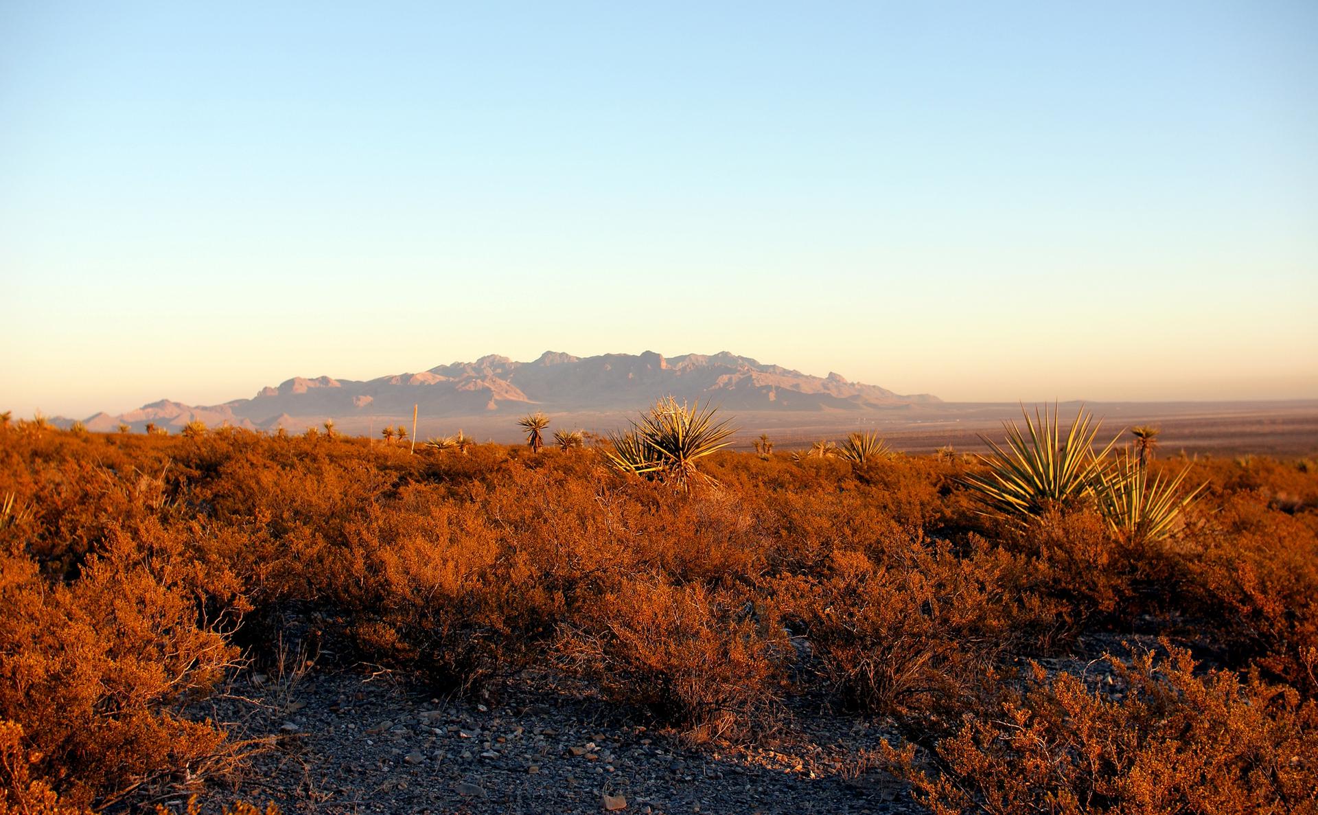 Wide desert landscape with warm light, shrubs, and distant mountains.