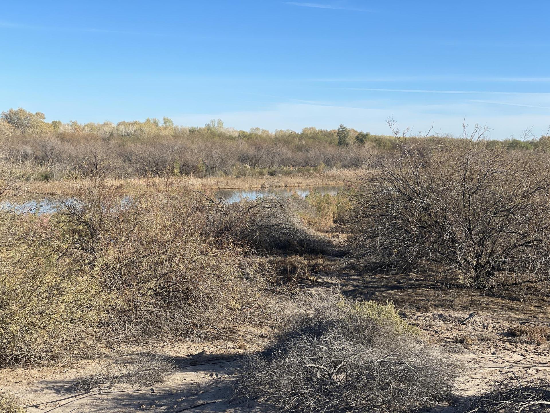 Dry, brushy landscape with a glimpse of water in the distance, clear sky.