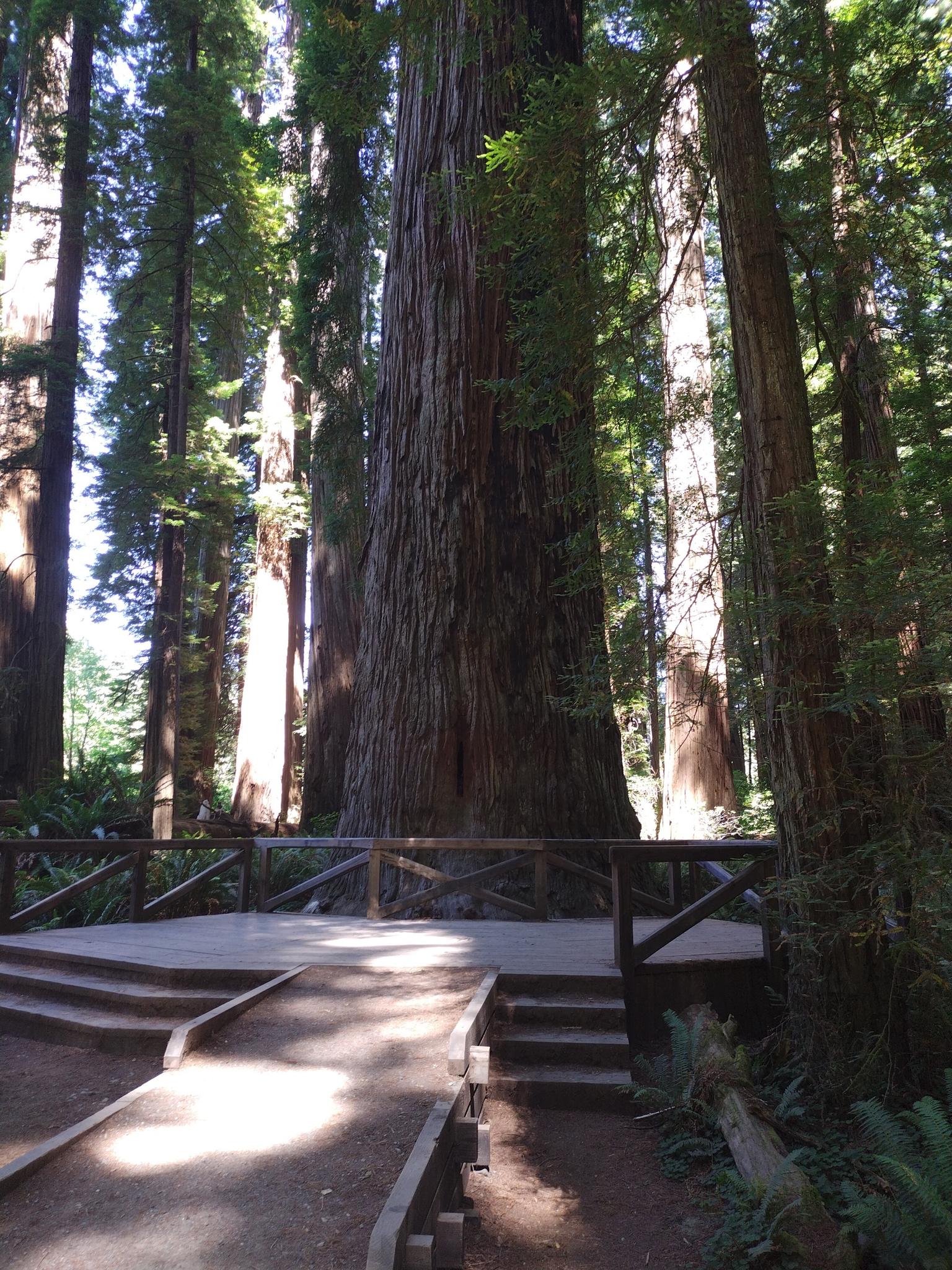 A wooden platform and path lead to a massive, ancient tree trunk.