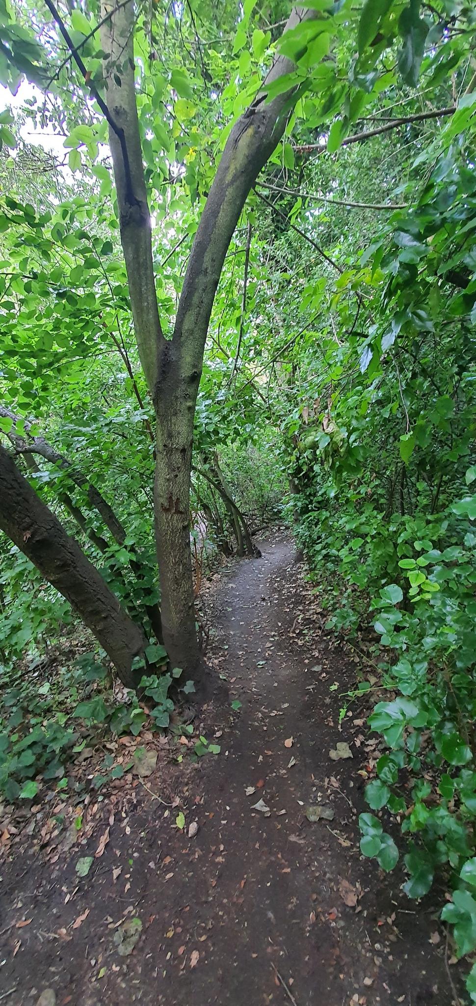 A narrow dirt path winds through a dense, green, and shaded forest.