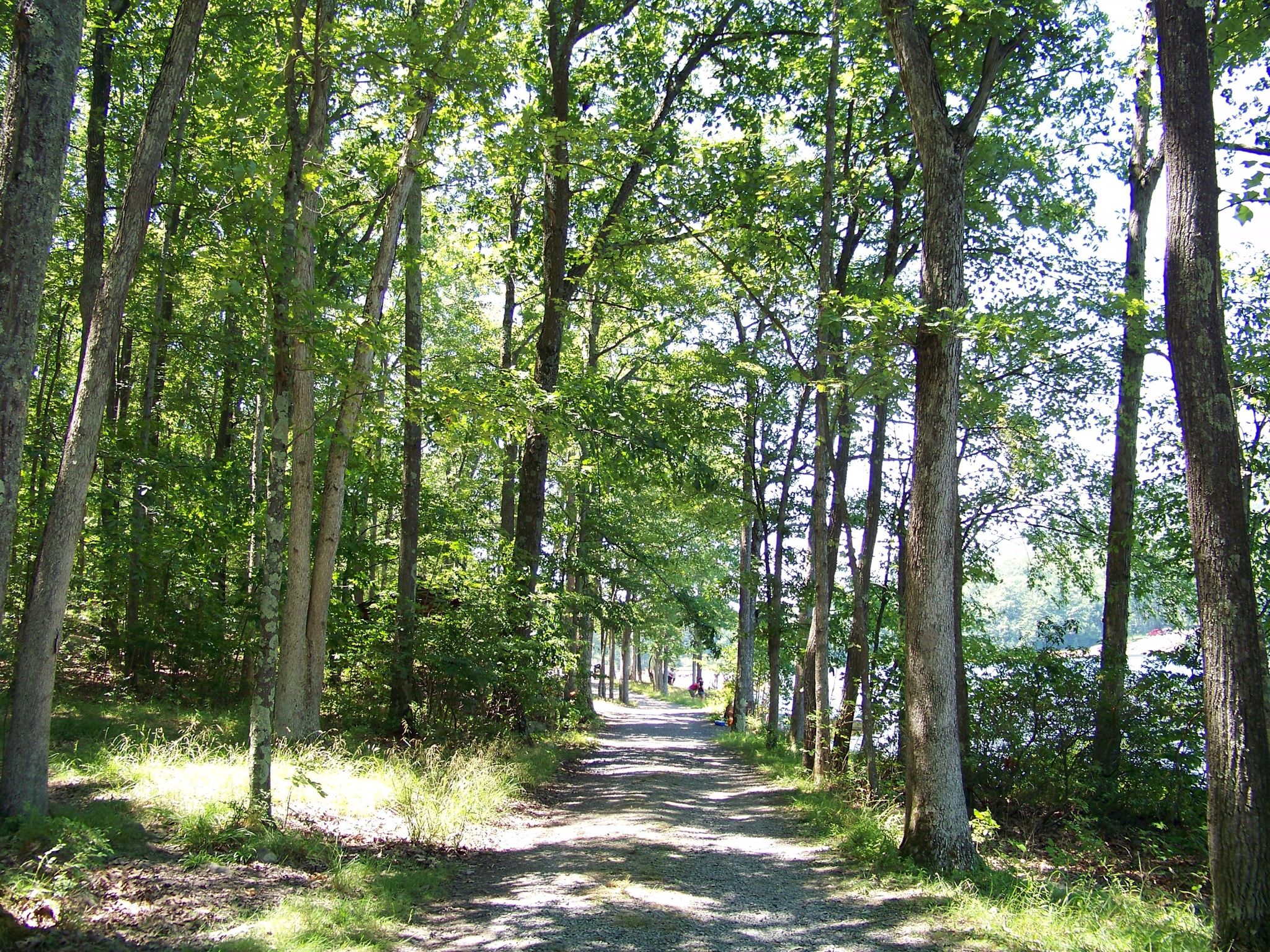 A sun-dappled path through a green forest, with water visible. - Sand Mountain Loop