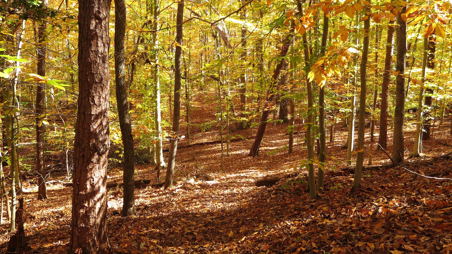 Sunny autumn forest with golden leaves on trees and covering the ground.