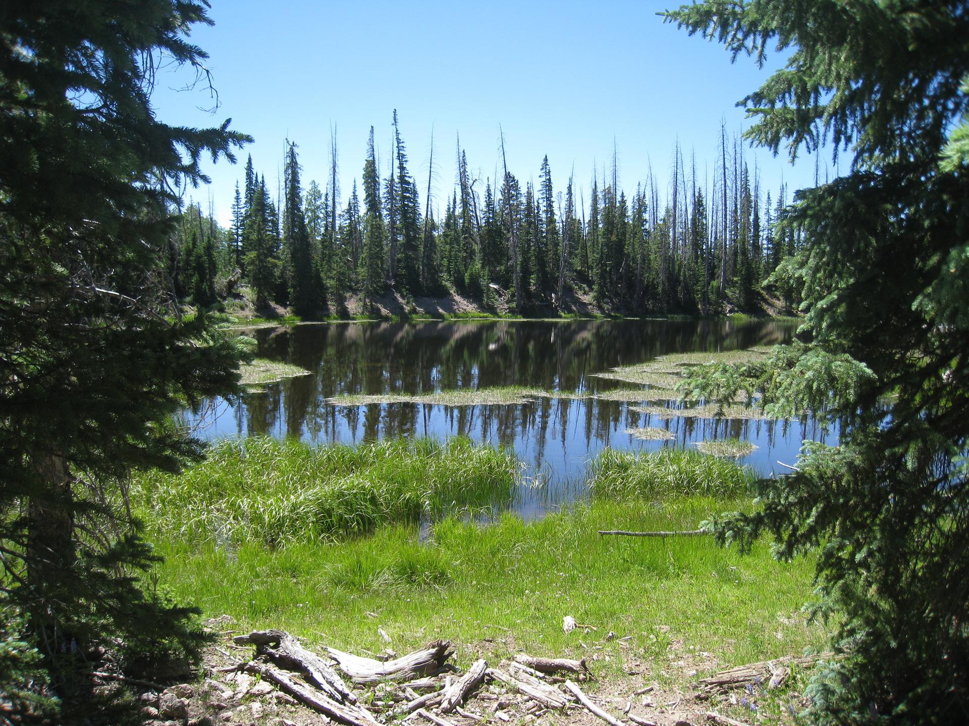 A serene lake surrounded by dense evergreen forest under a clear blue sky.