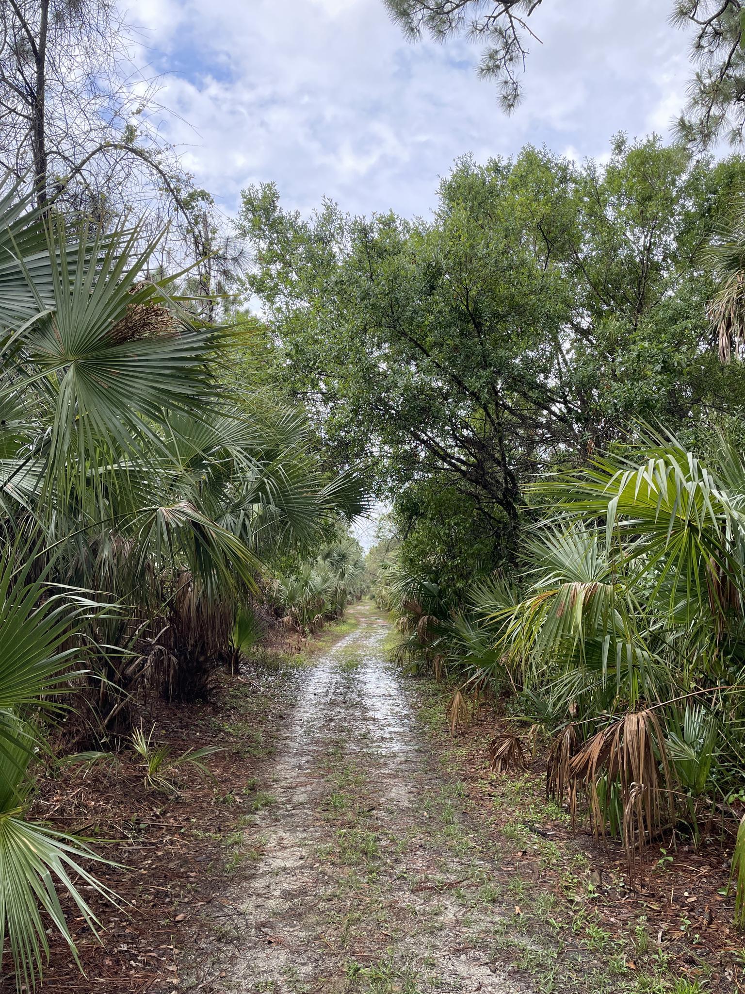 Dirt path through dense green foliage and palm trees under a cloudy sky.