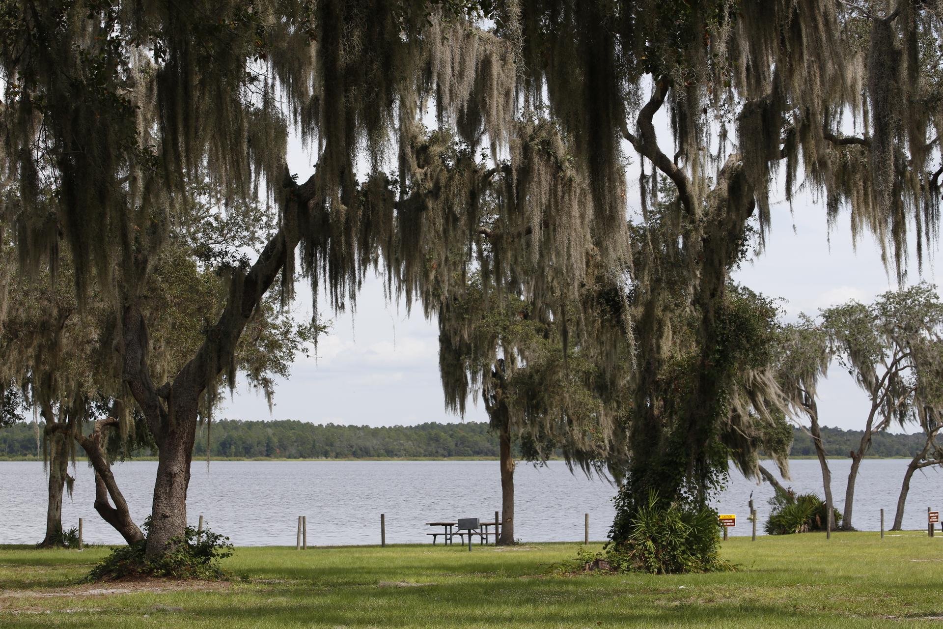 Spanish moss-draped trees frame a lake with a picnic table.