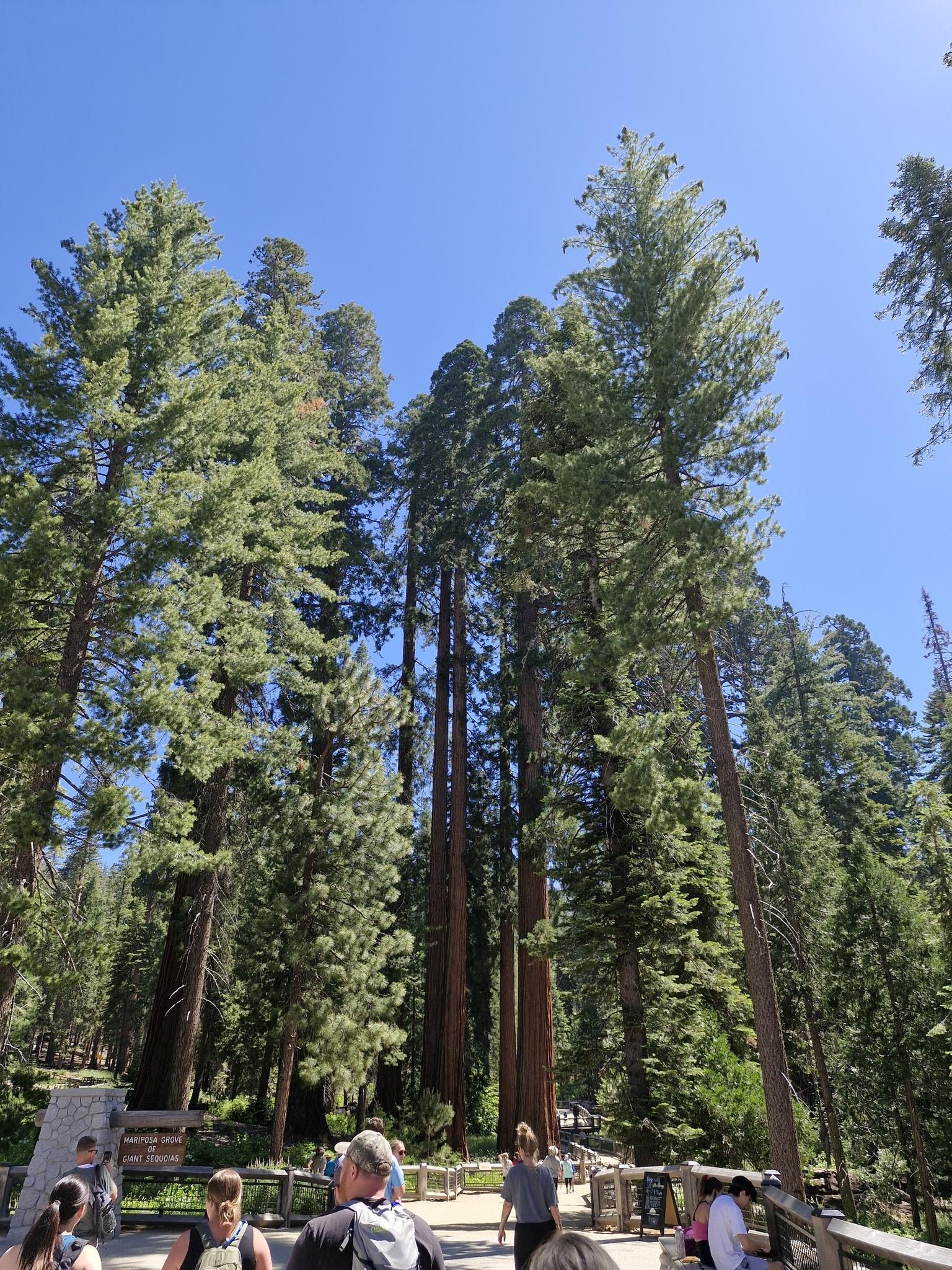 People on a path surrounded by towering redwood trees under a bright blue sky.