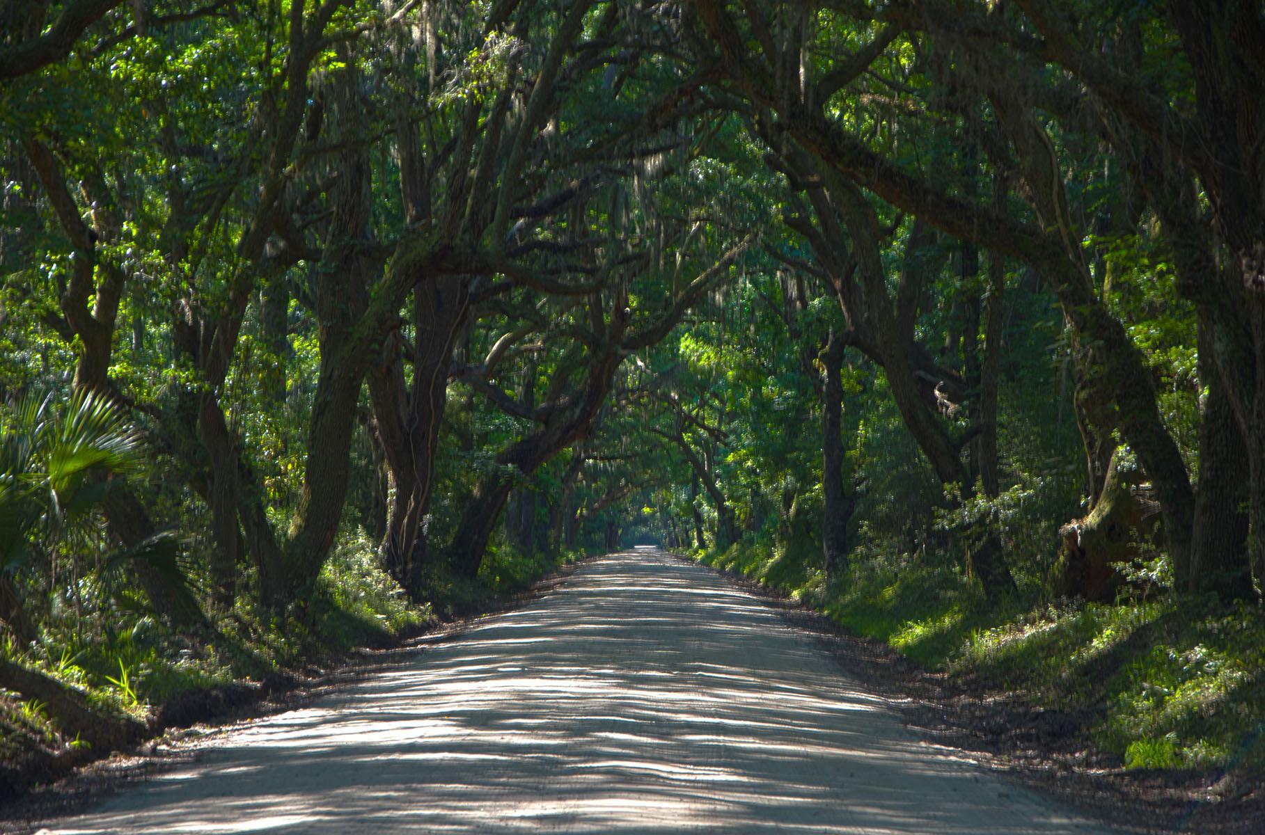 A sun-dappled dirt road tunnels through dense, moss-draped green trees.