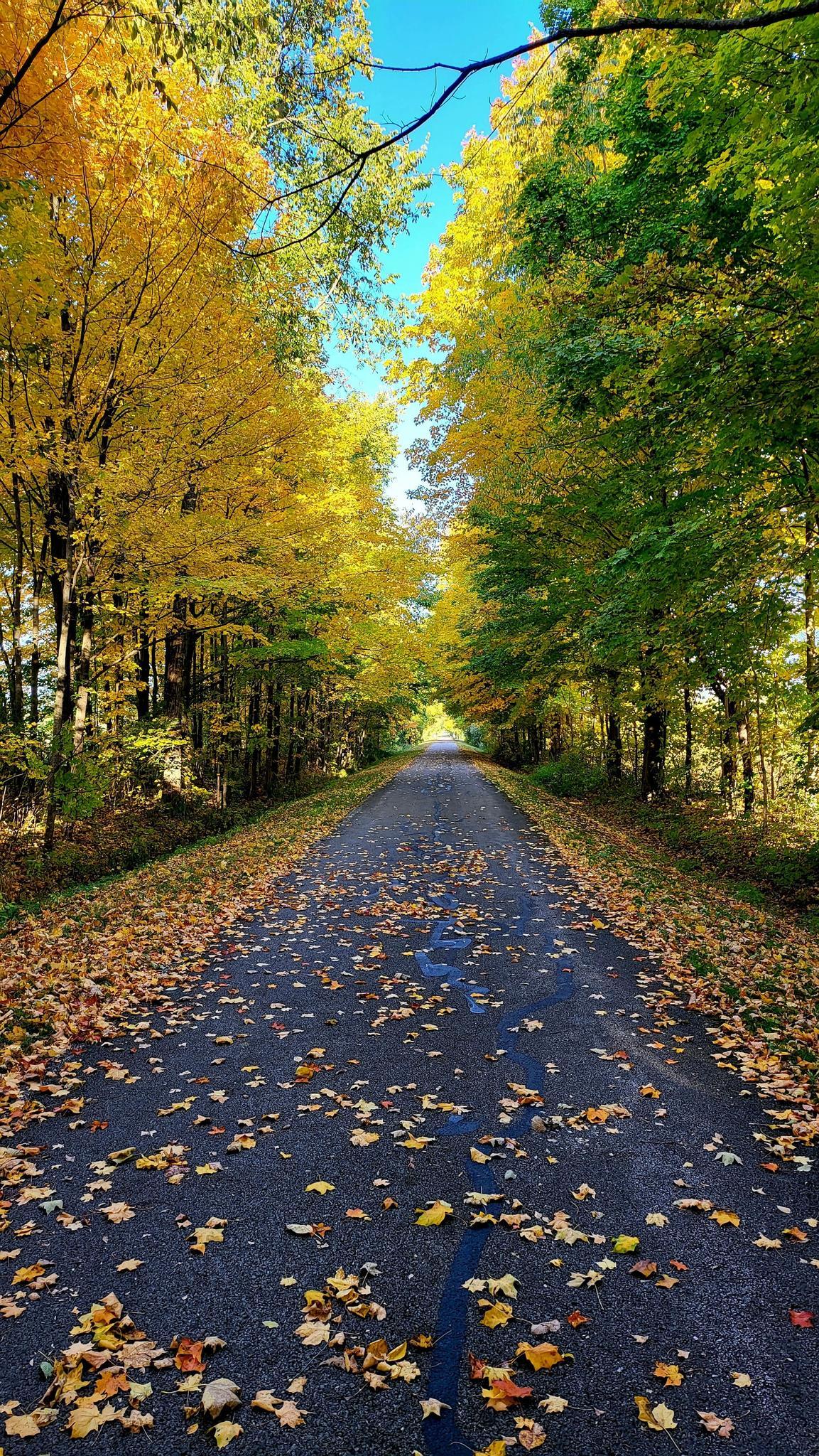 Paved road covered in autumn leaves, flanked by bright yellow and green trees.
