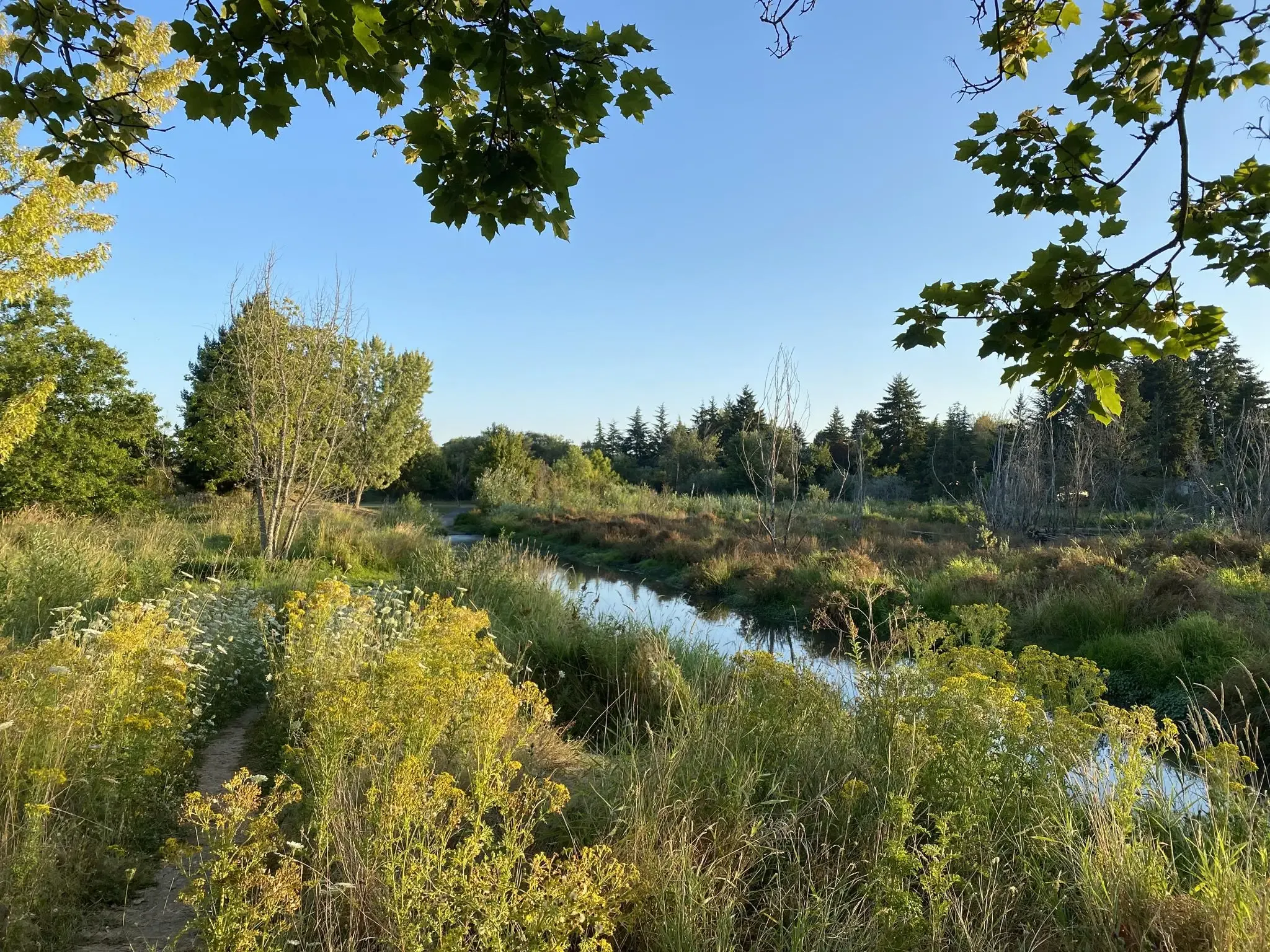 Sunny wetland with a winding stream, surrounded by lush green and yellow plants. - Fanno Creek Trail