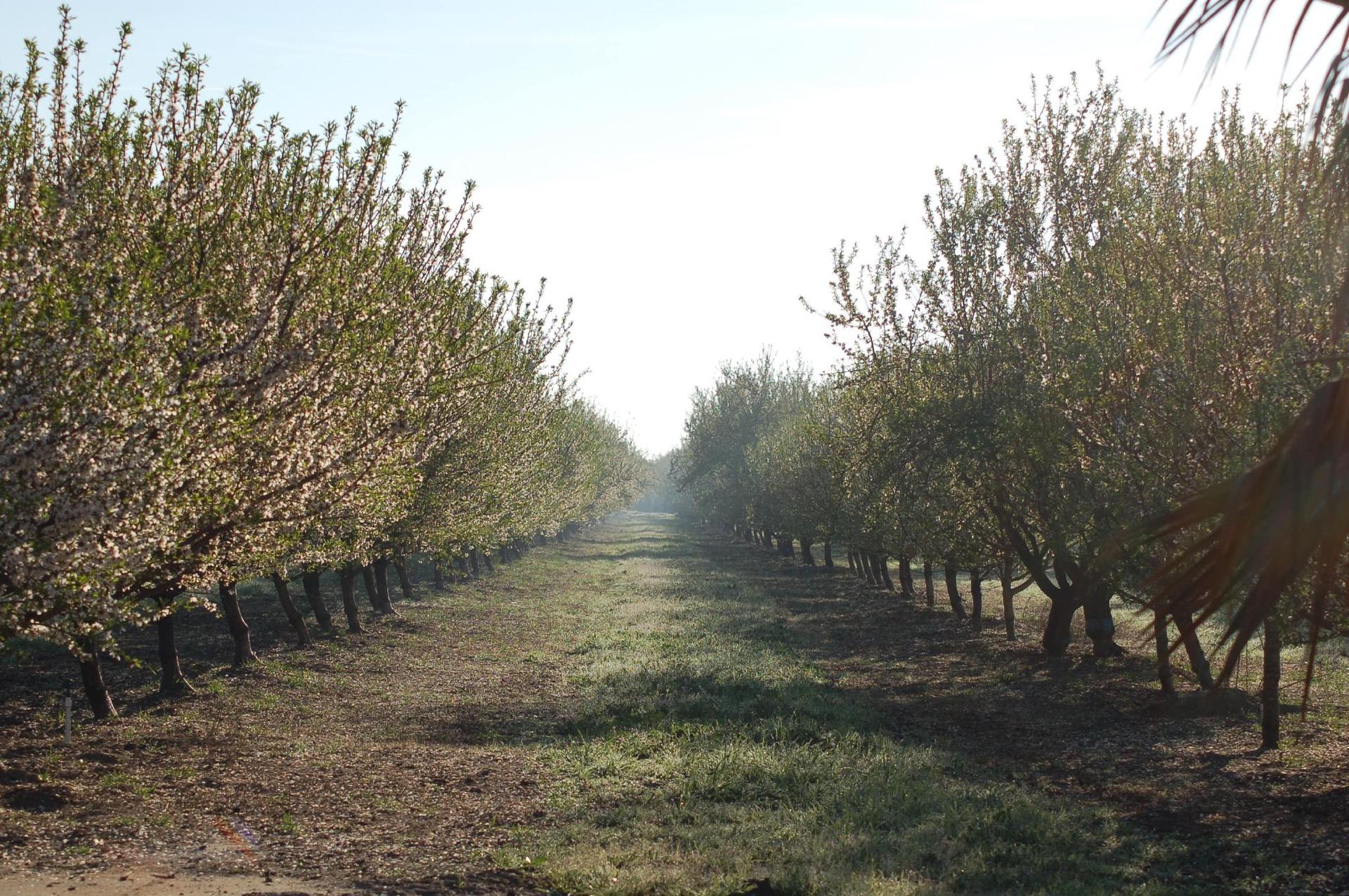 Rows of blooming trees in an orchard under bright, hazy sunlight.