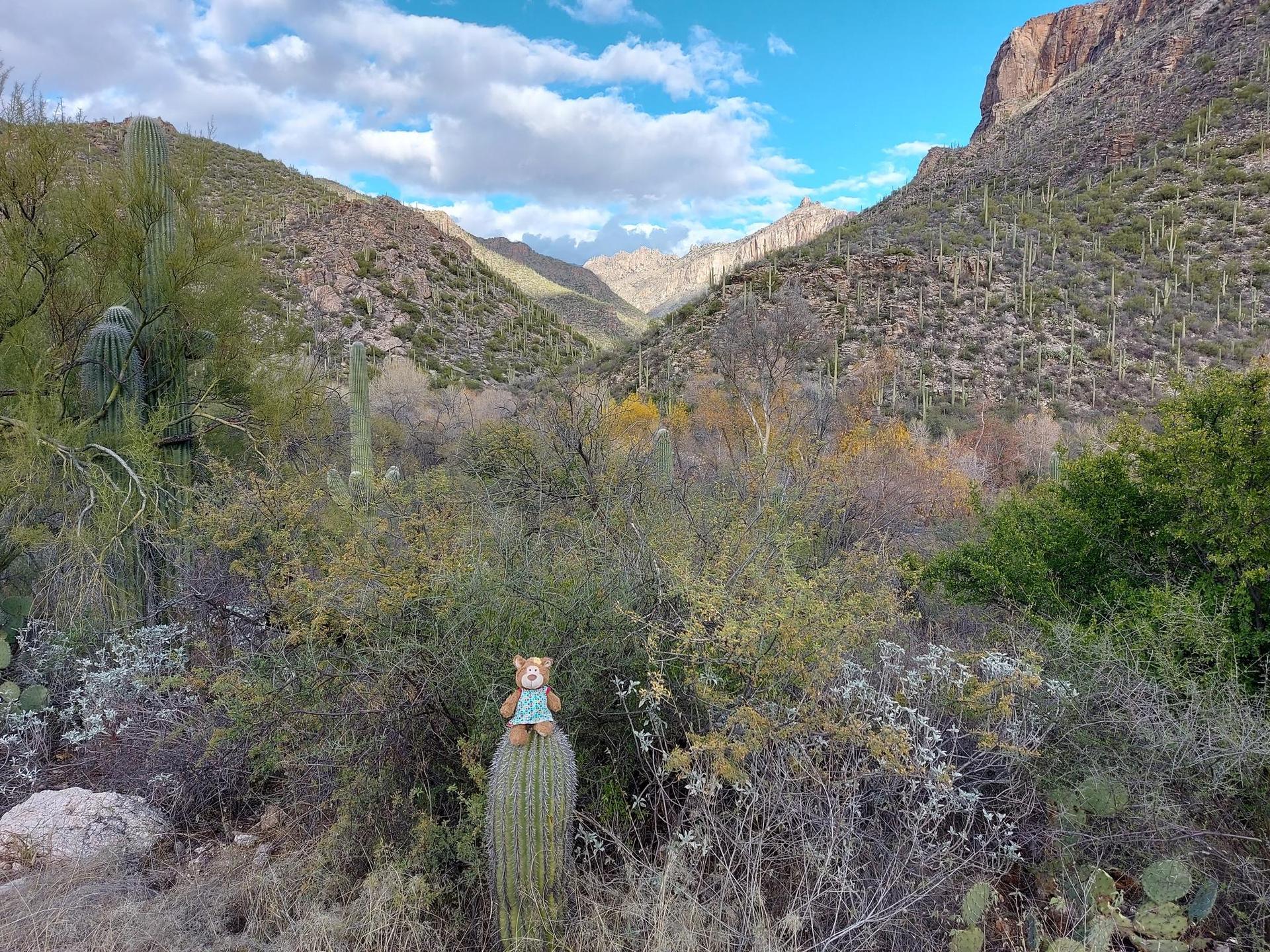 Small teddy bear sitting on a saguaro cactus in a desert mountain landscape.