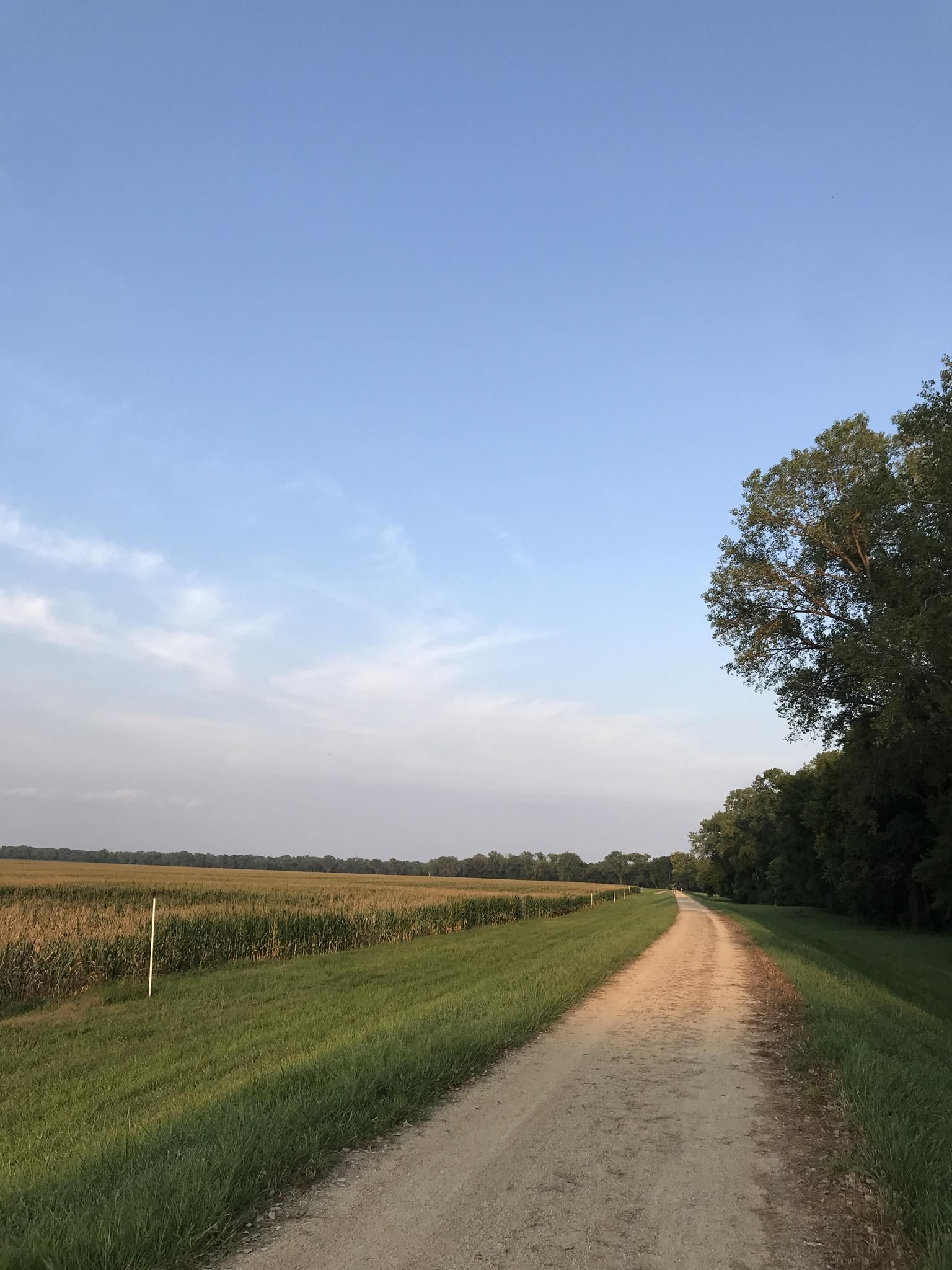 A dirt path runs between tall crops and a line of trees. - Lawrence Levee Trail Loop