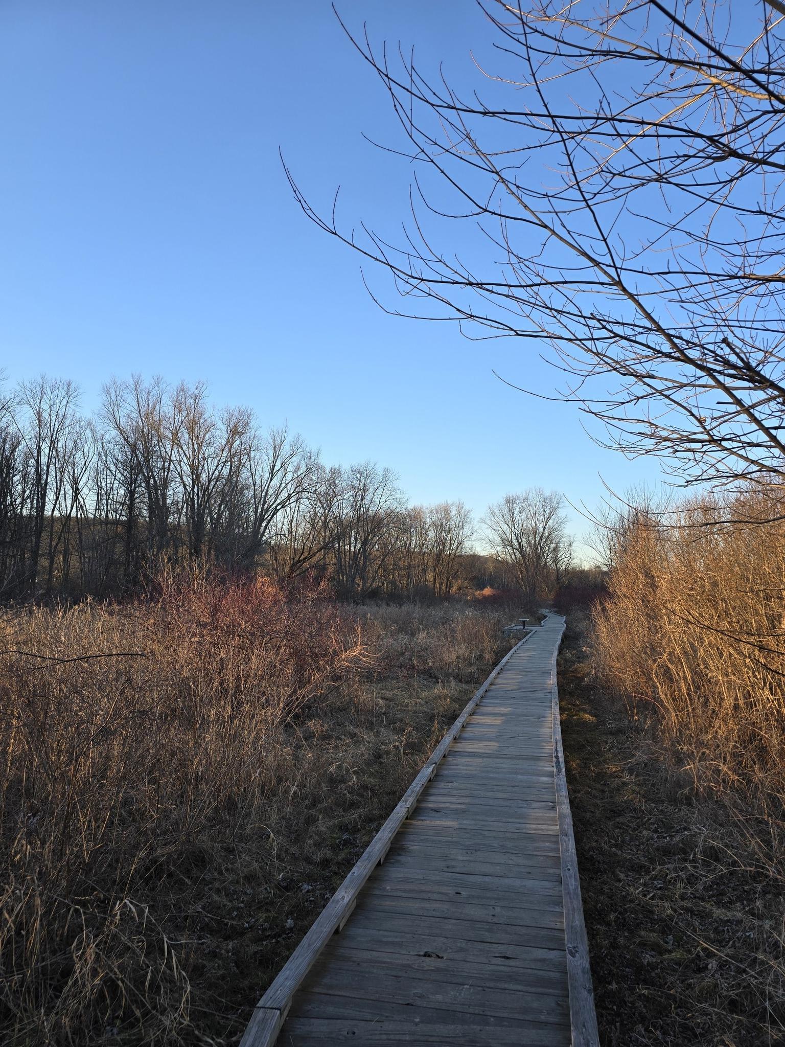 A wooden boardwalk winds through dry reeds and bare trees under a clear sky.