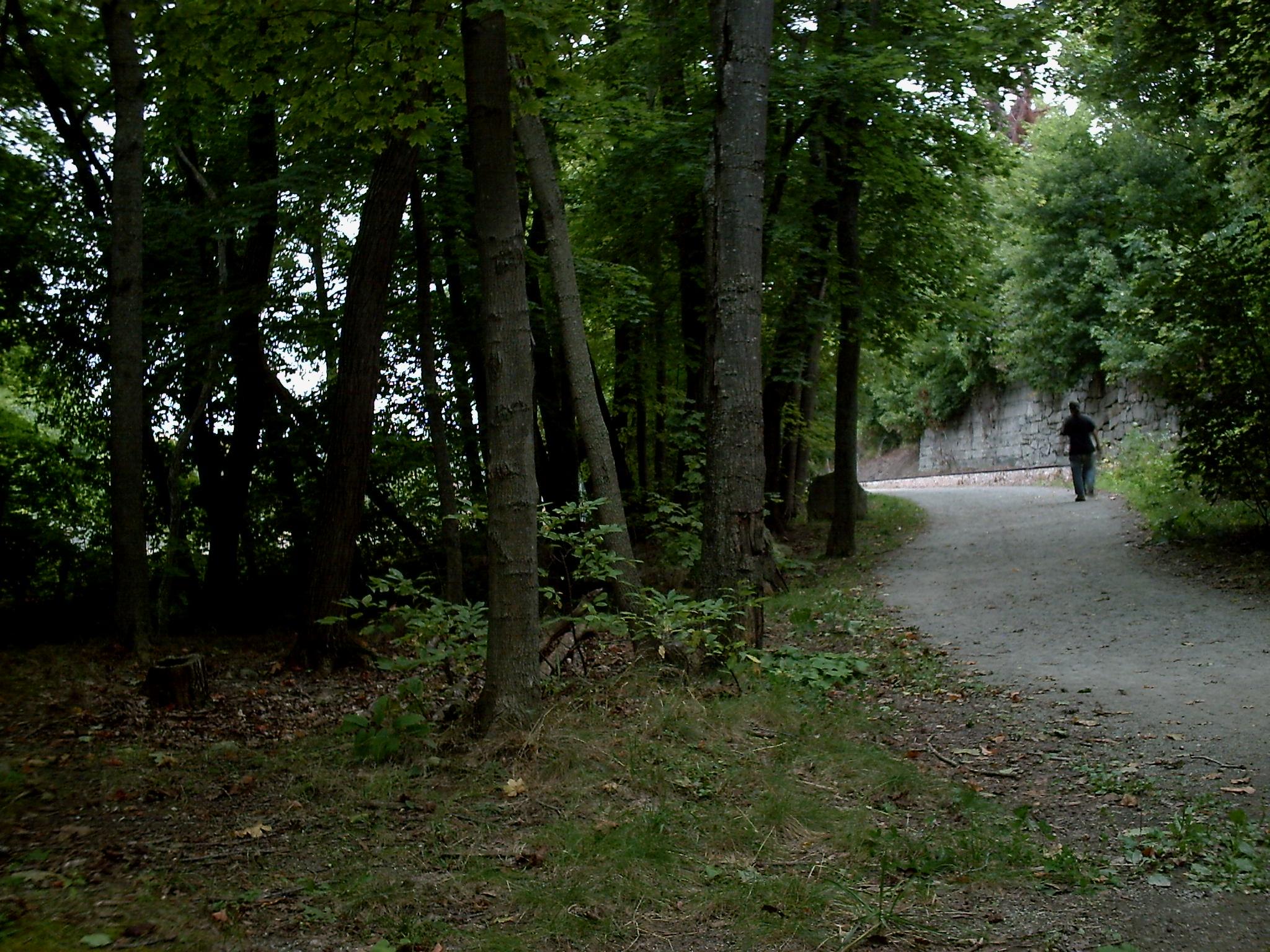 Person walks on a dirt path through a dense, dark forest.