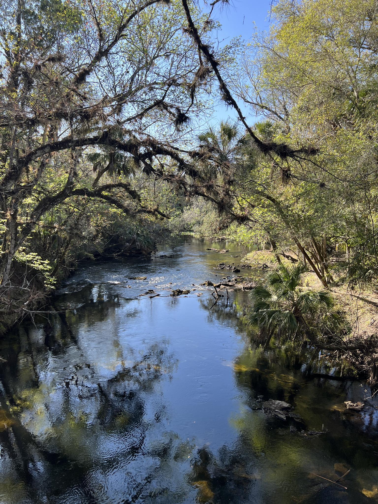 A clear river flowing through a dense, sunlit forest with mossy trees.