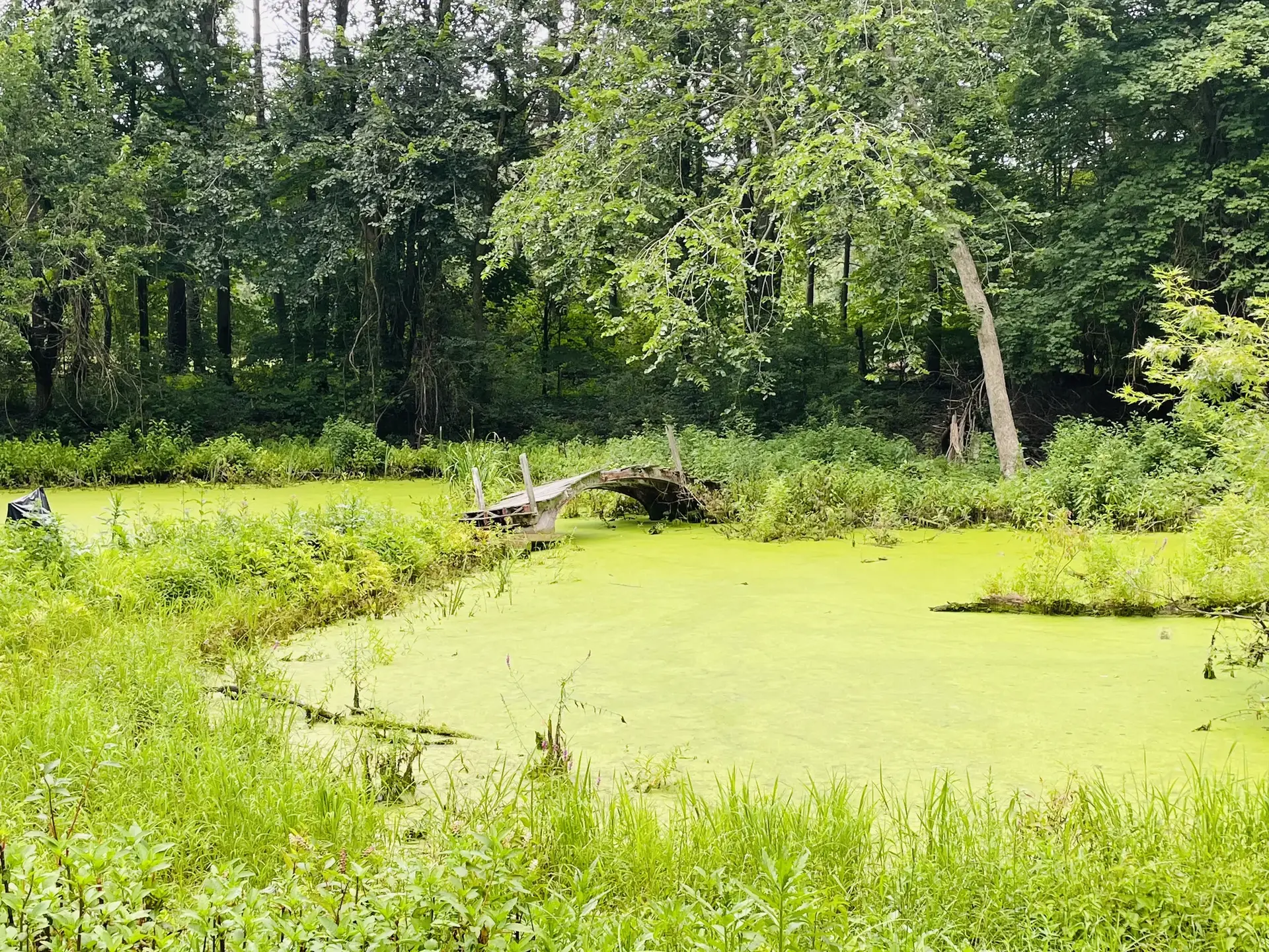 A vibrant green pond covered in duckweed, surrounded by dense forest.