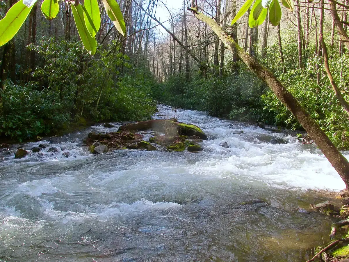 Bright sunlight illuminates a fast-flowing river winding through a dense forest.