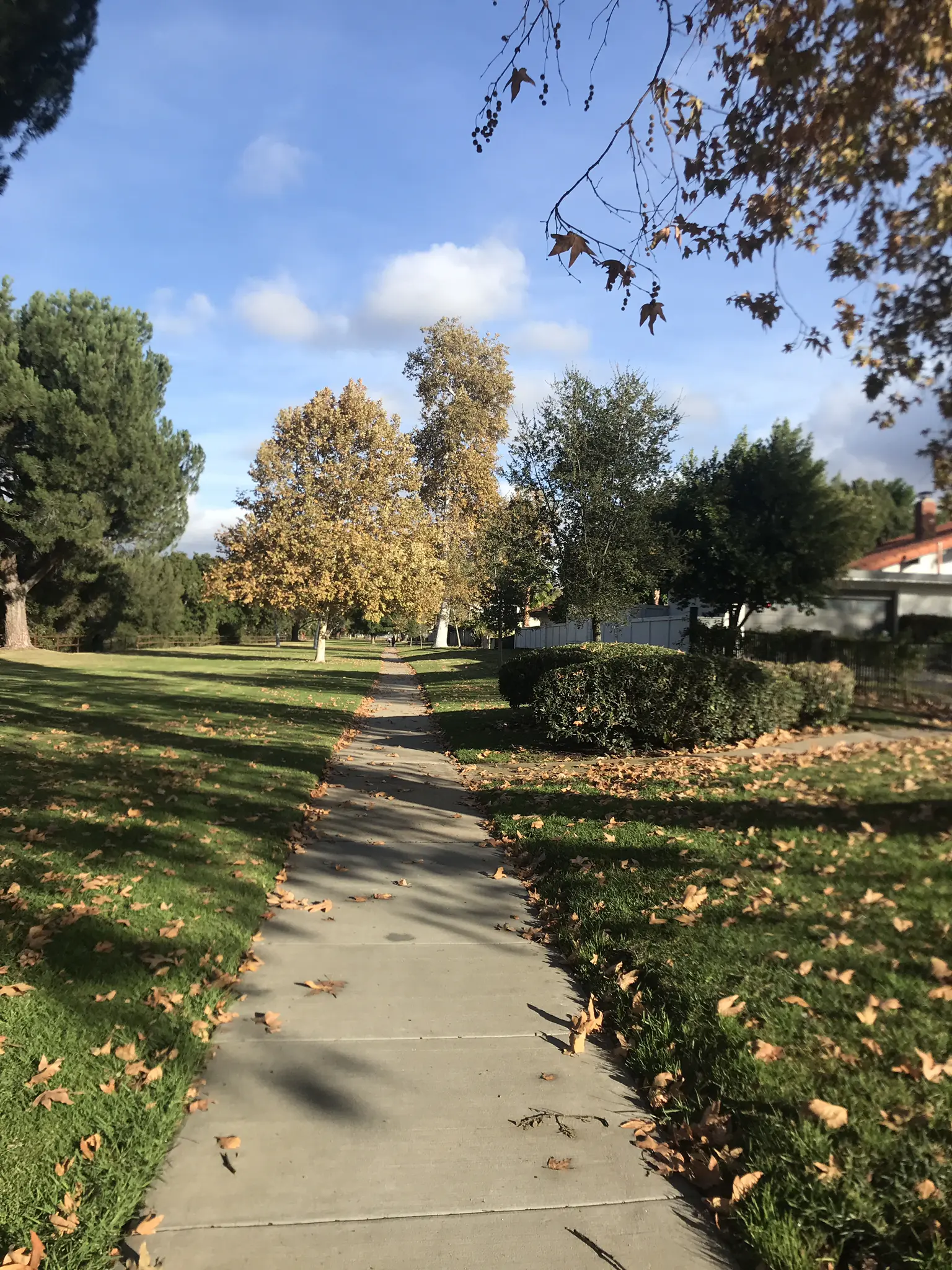 Paved path through a sunny park with green grass and autumn trees.