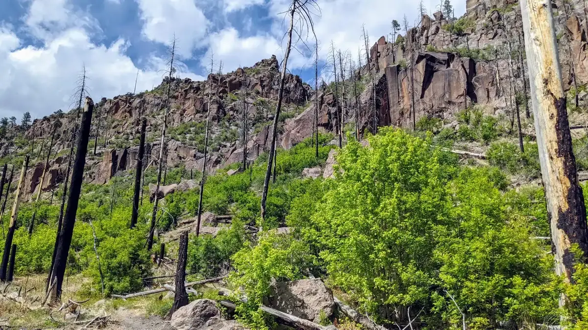 Burnt trees, green regrowth, and rocky cliffs under a cloudy sky.