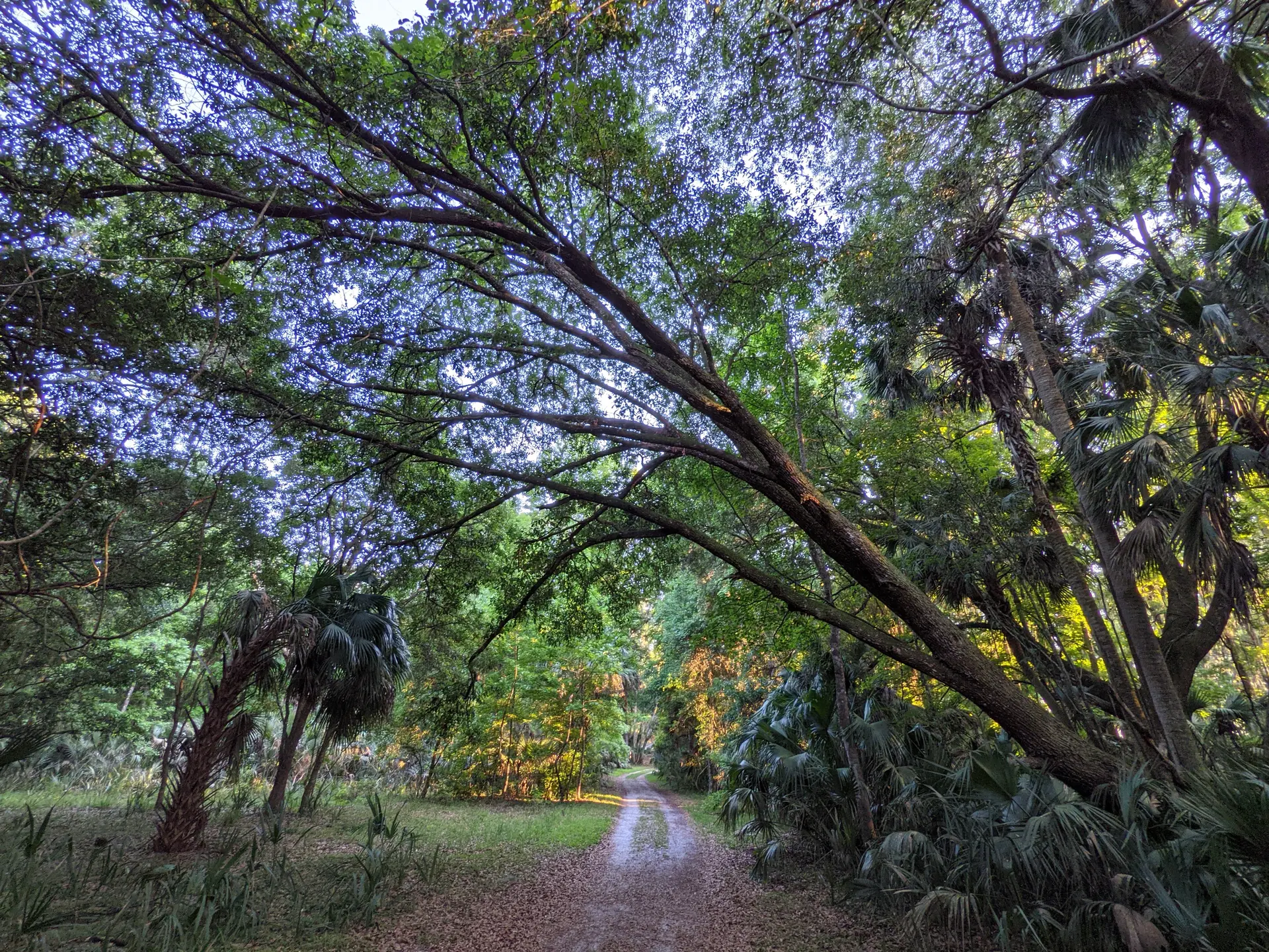 A winding dirt road through a lush, sun-dappled forest with overhanging trees.