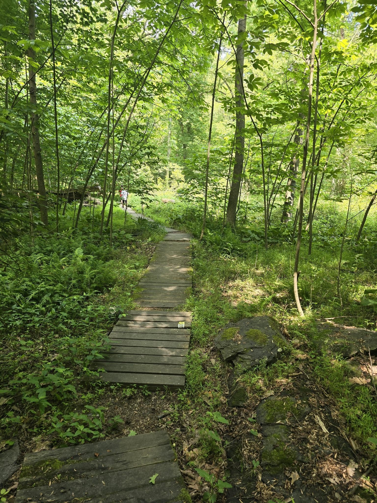 Wooden boardwalk path winds through a lush green forest with dappled sunlight.