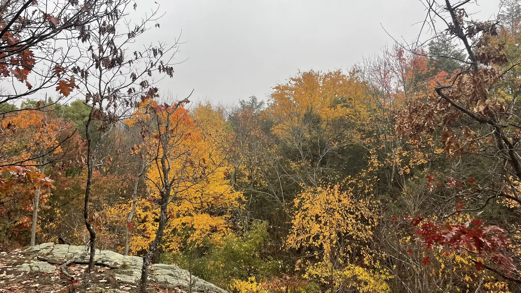Vibrant yellow and orange autumn trees fill a dense forest under a cloudy sky. - Common Hill Outer Loop