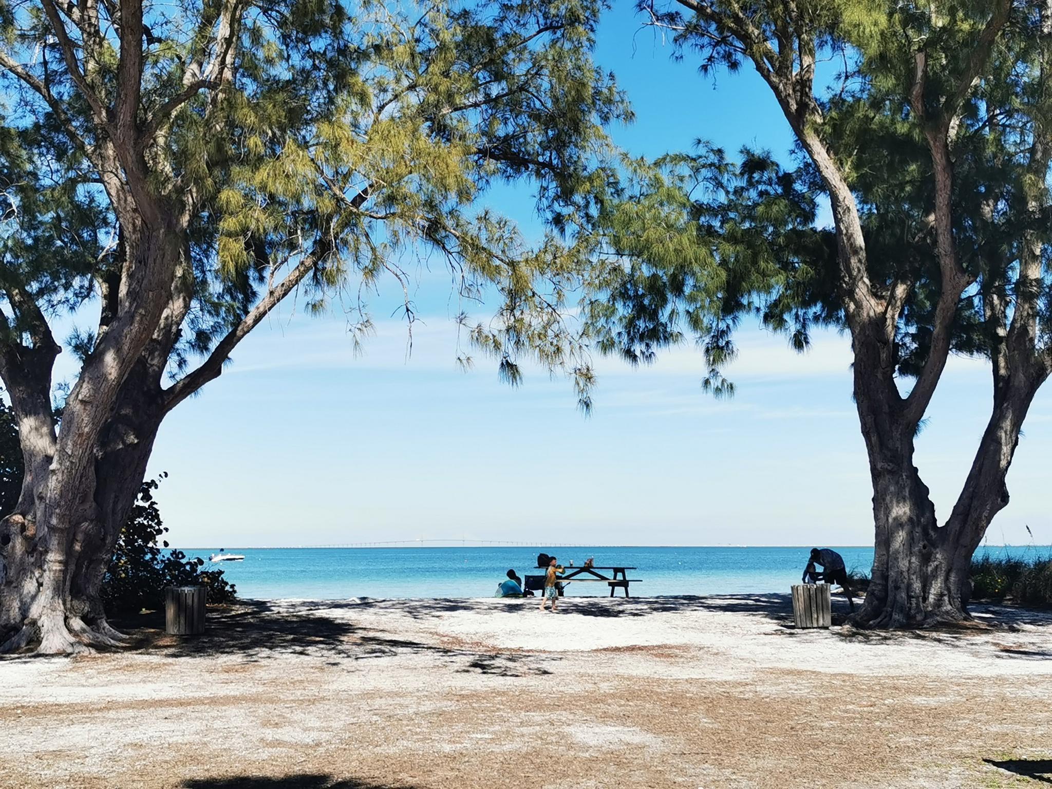 Two large trees frame people at a picnic table by the bright blue ocean.