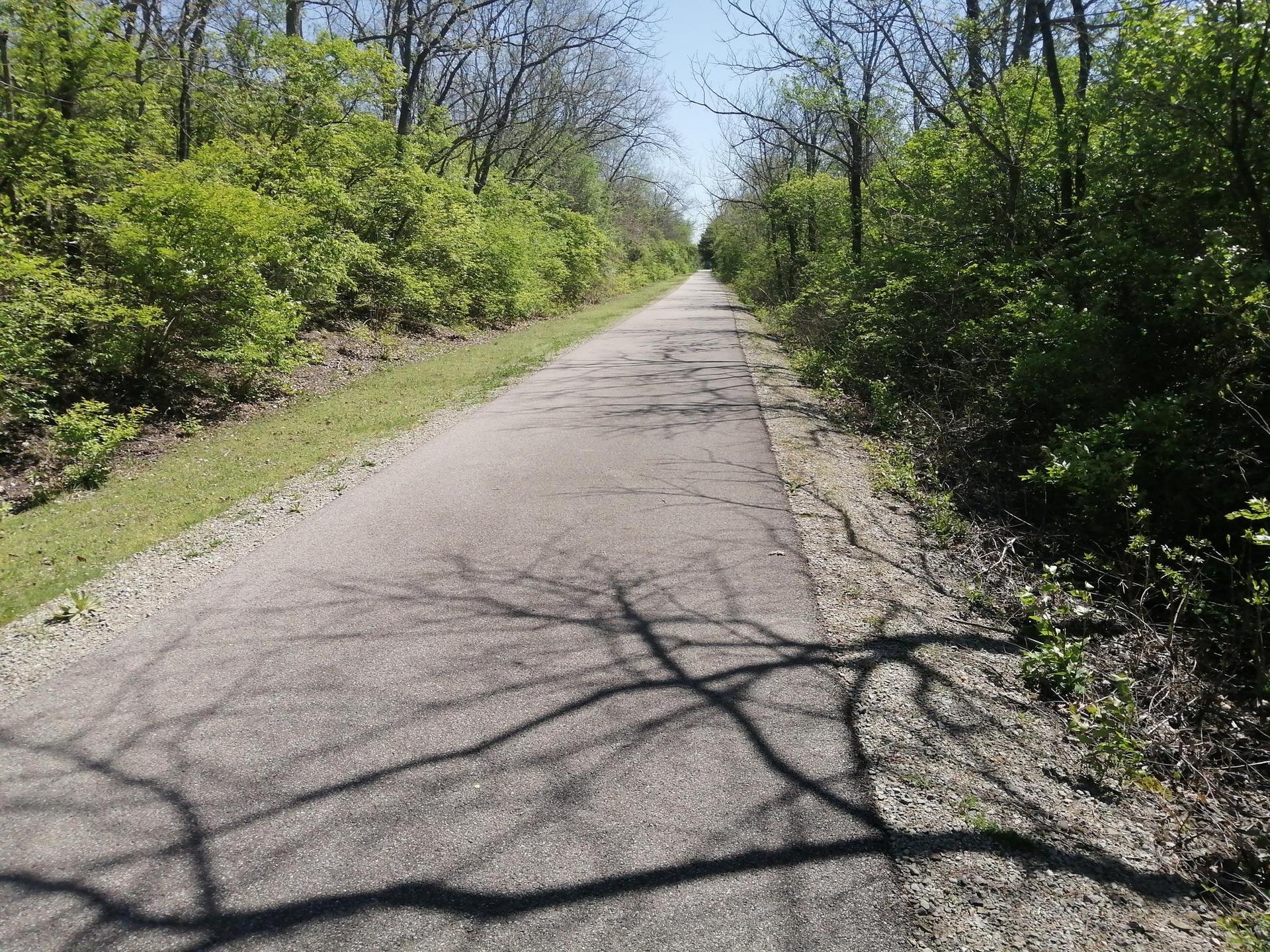 Paved path through green woods with tree shadows on a sunny day.